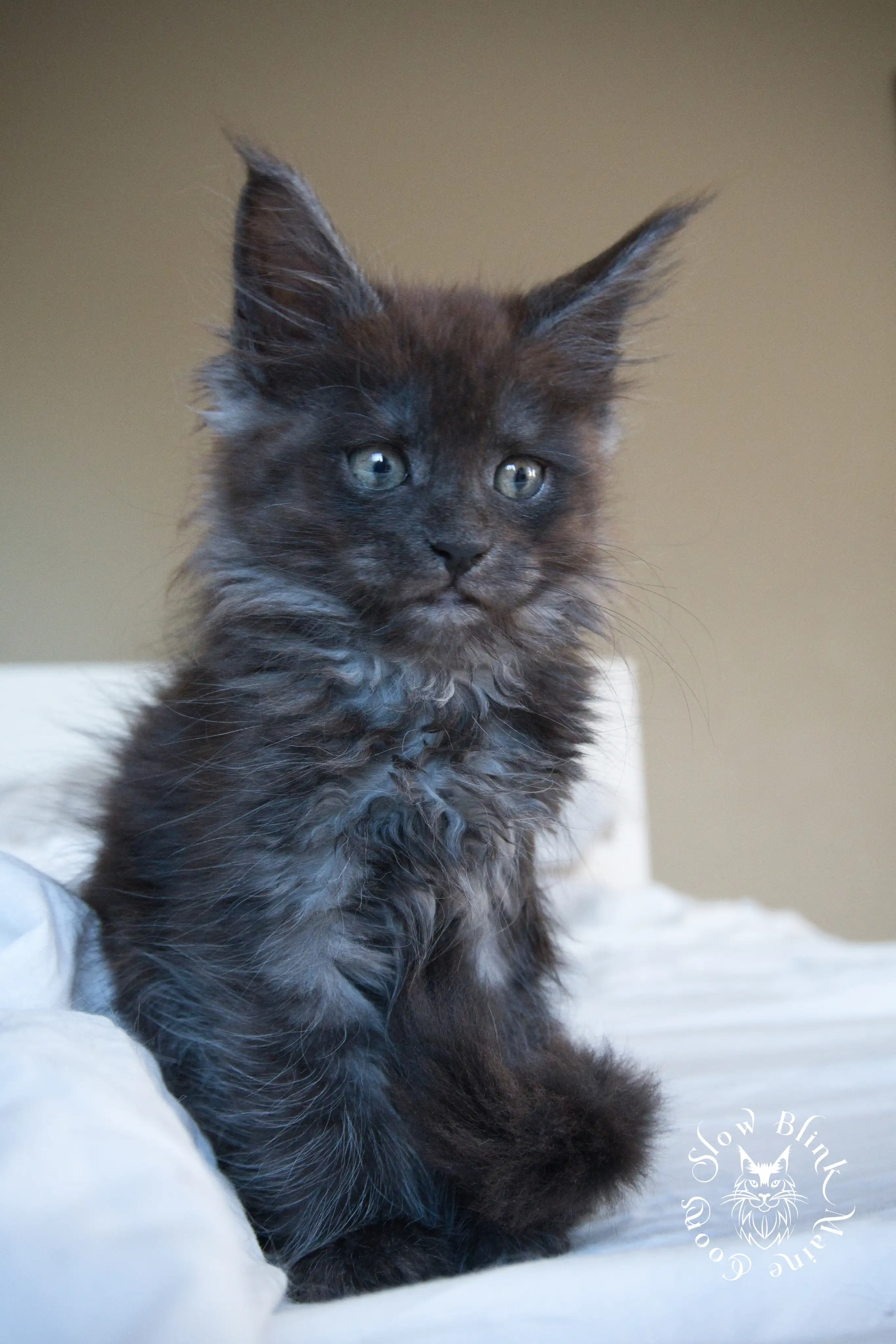 black smoke | maine coon kitten | ems code ns | slowblinkmainecoons Black Smoke Maine Coon Kittens > black smoke | maine coon kitten | ems code ns | slowblinkmainecoons | 940