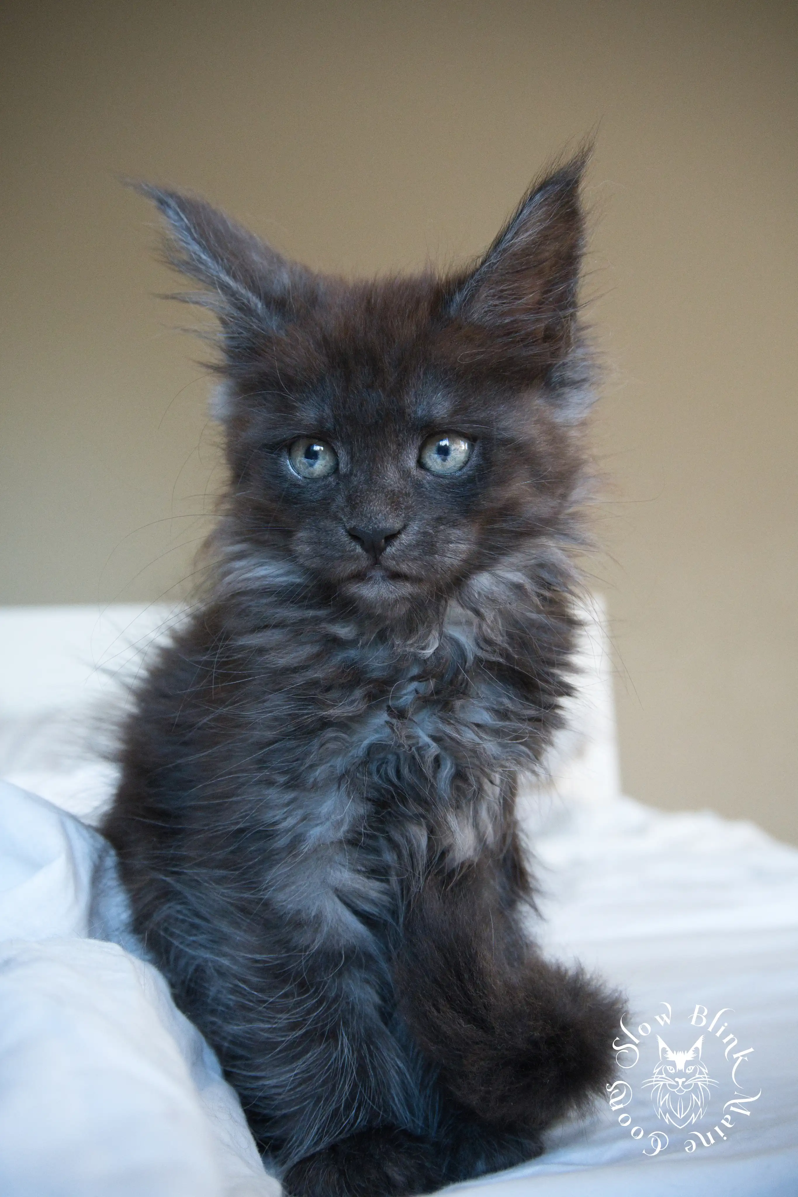black smoke | maine coon kitten | ems code ns | slowblinkmainecoons Black Smoke Maine Coon Kittens > black smoke | maine coon kitten | ems code ns | slowblinkmainecoons | 941