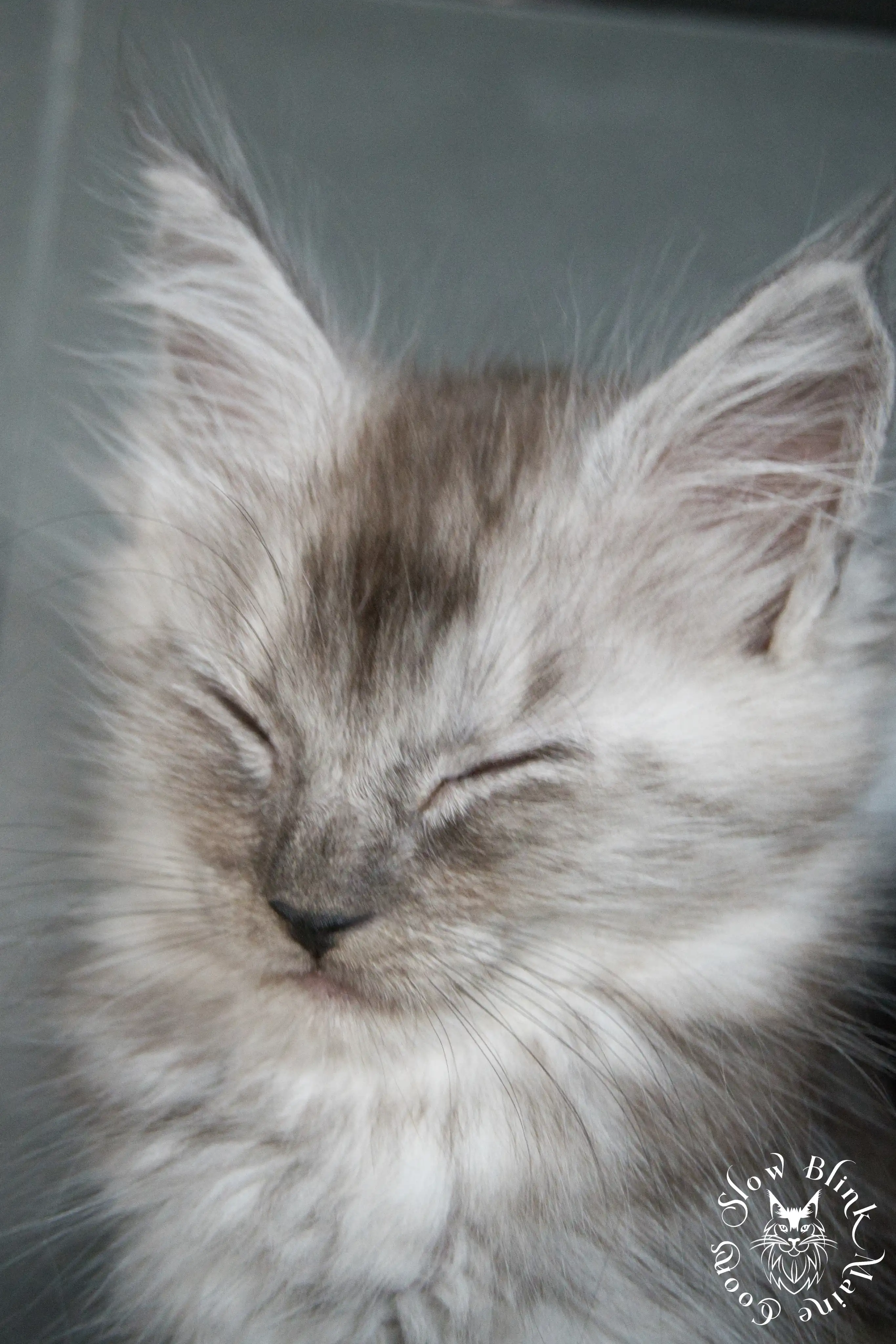 black smoke | maine coon kitten | ems code ns | slowblinkmainecoons Black Smoke Maine Coon Kittens > black smoke | maine coon kitten | ems code ns | slowblinkmainecoons | 956
