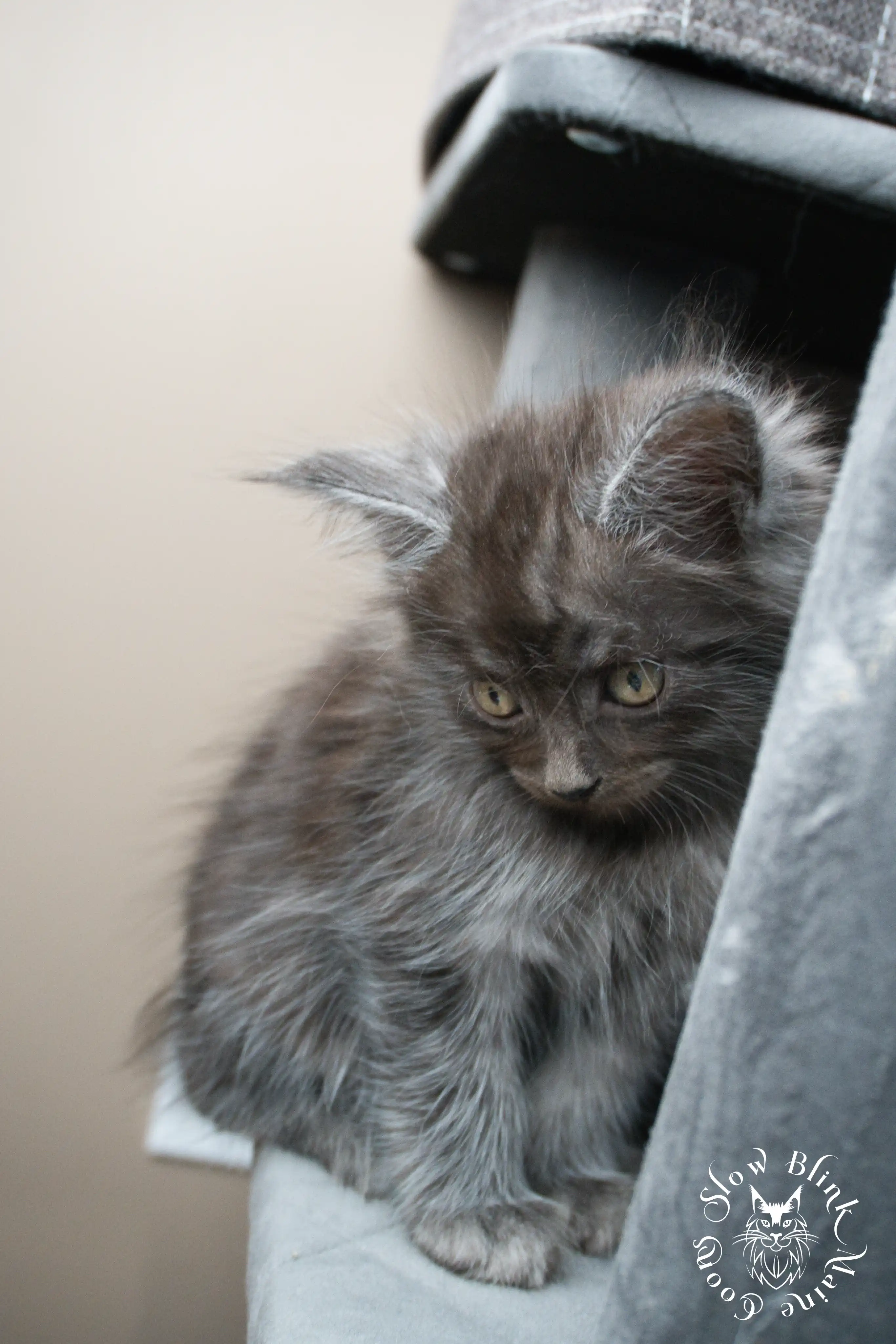black smoke | maine coon kitten | ems code ns | slowblinkmainecoons Black Smoke Maine Coon Kittens > black smoke | maine coon kitten | ems code ns | slowblinkmainecoons | 957