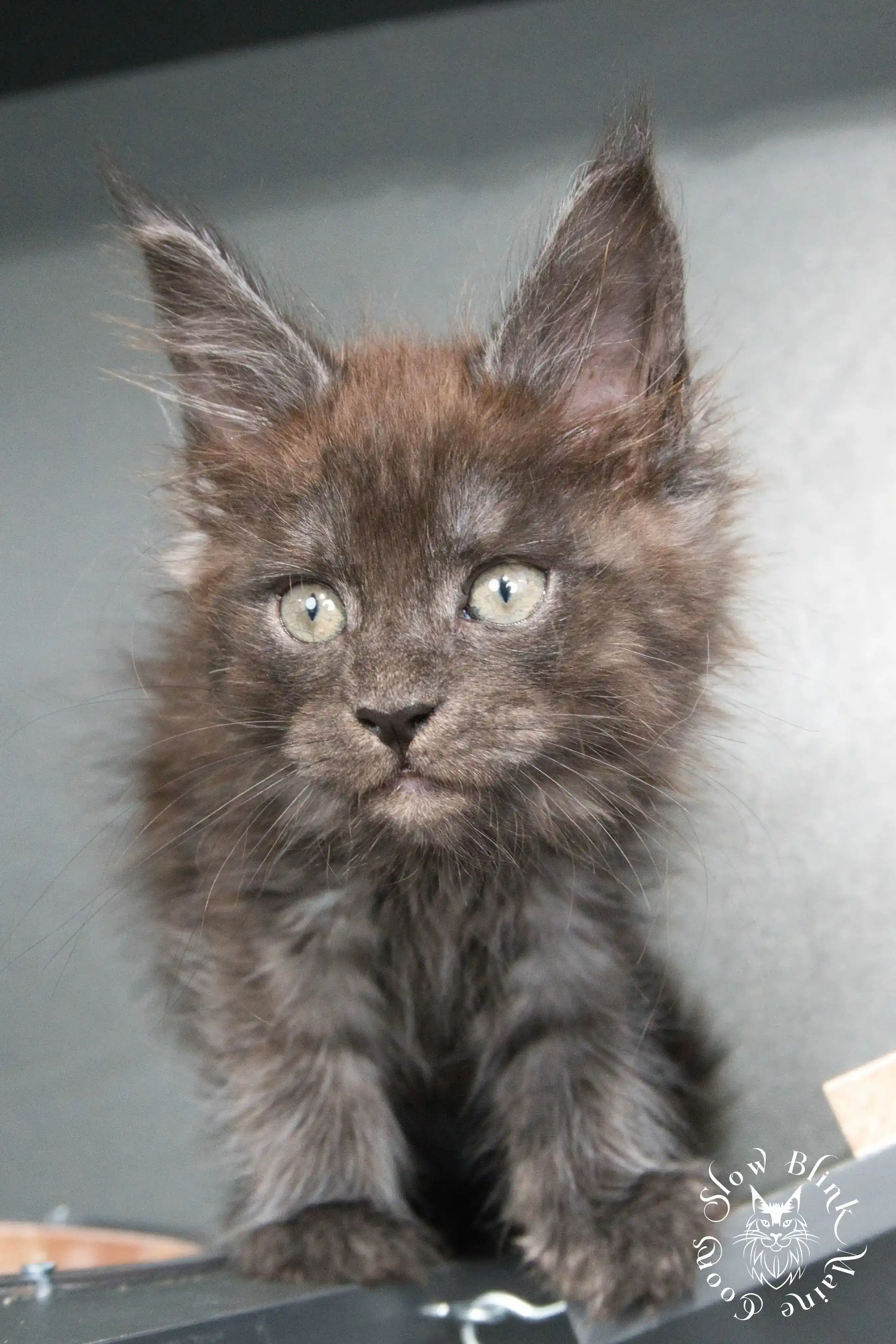 black smoke | maine coon kitten | ems code ns | slowblinkmainecoons Black Smoke Maine Coon Kittens > black smoke | maine coon kitten | ems code ns | slowblinkmainecoons | 958