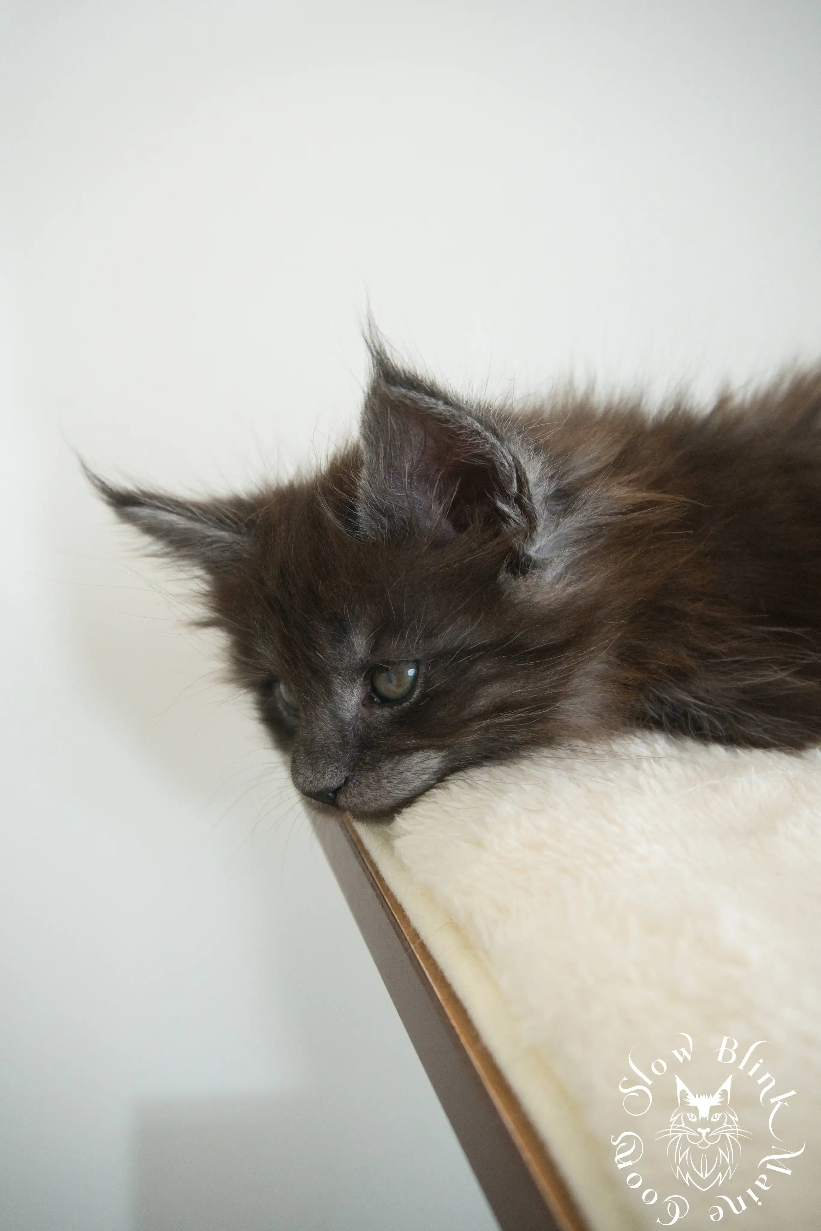 black smoke | maine coon kitten | ems code ns | slowblinkmainecoons Black Smoke Maine Coon Kittens > black smoke | maine coon kitten | ems code ns | slowblinkmainecoons | 986