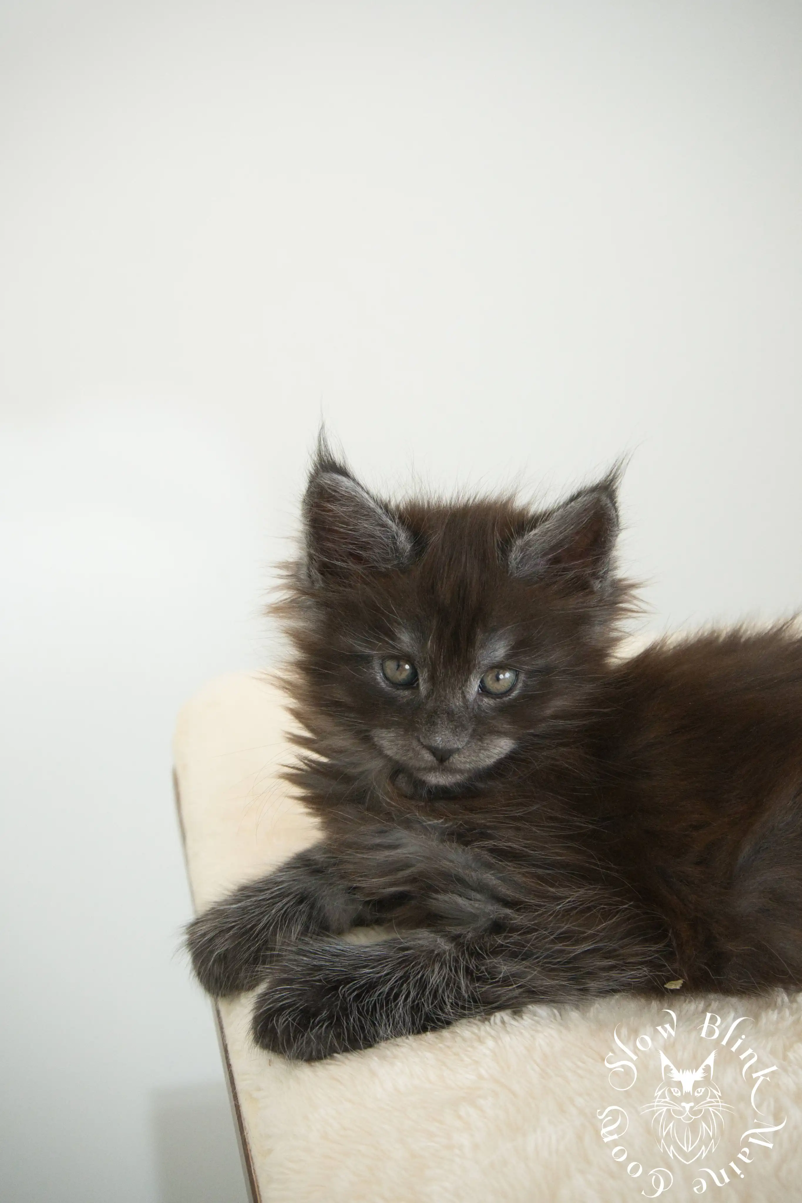 black smoke | maine coon kitten | ems code ns | slowblinkmainecoons Black Smoke Maine Coon Kittens > black smoke | maine coon kitten | ems code ns | slowblinkmainecoons | 988