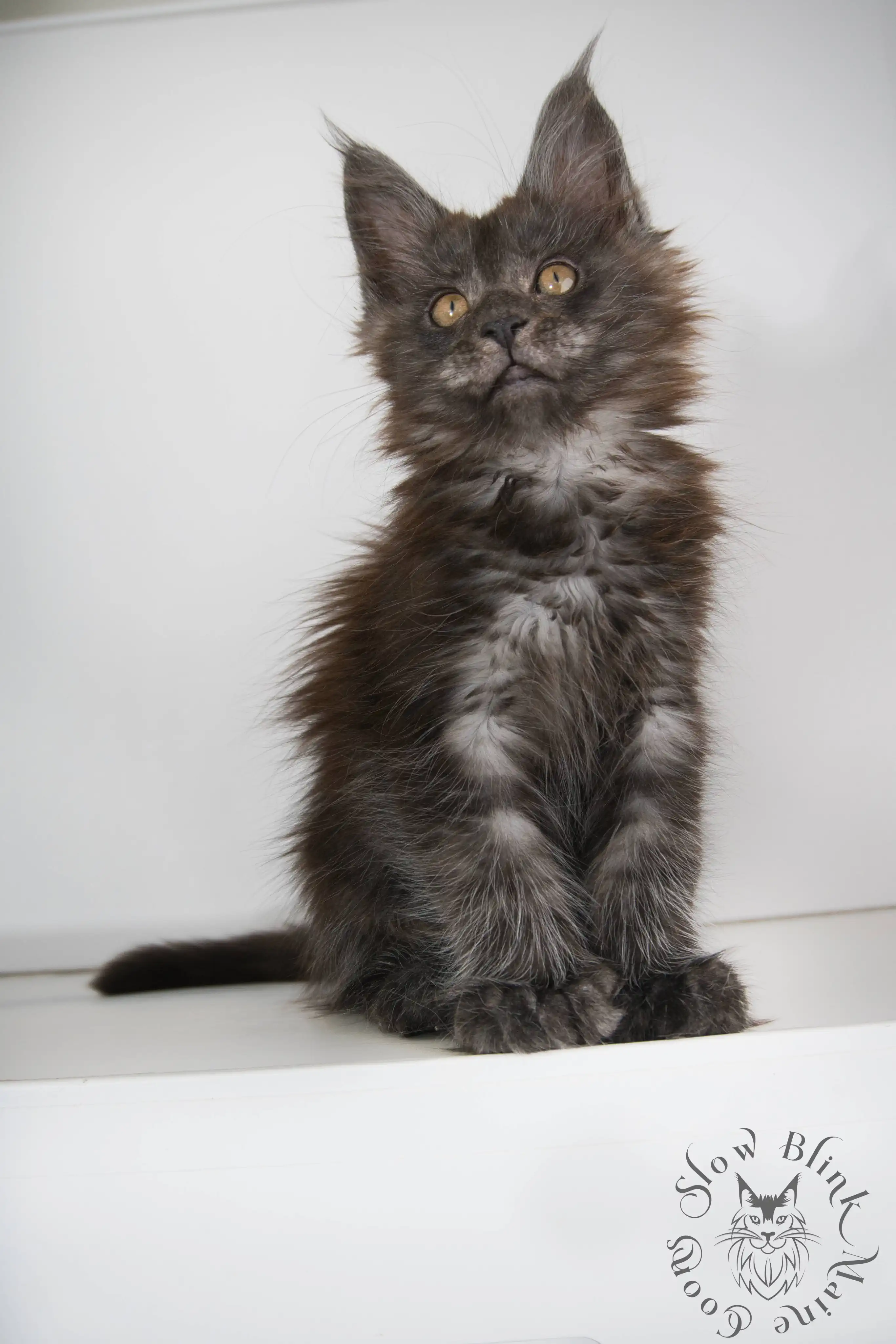 black smoke | maine coon kitten | ems code ns | slowblinkmainecoons Black Smoke Maine Coon Kittens > black smoke | maine coon kitten | ems code ns | slowblinkmainecoons | 991