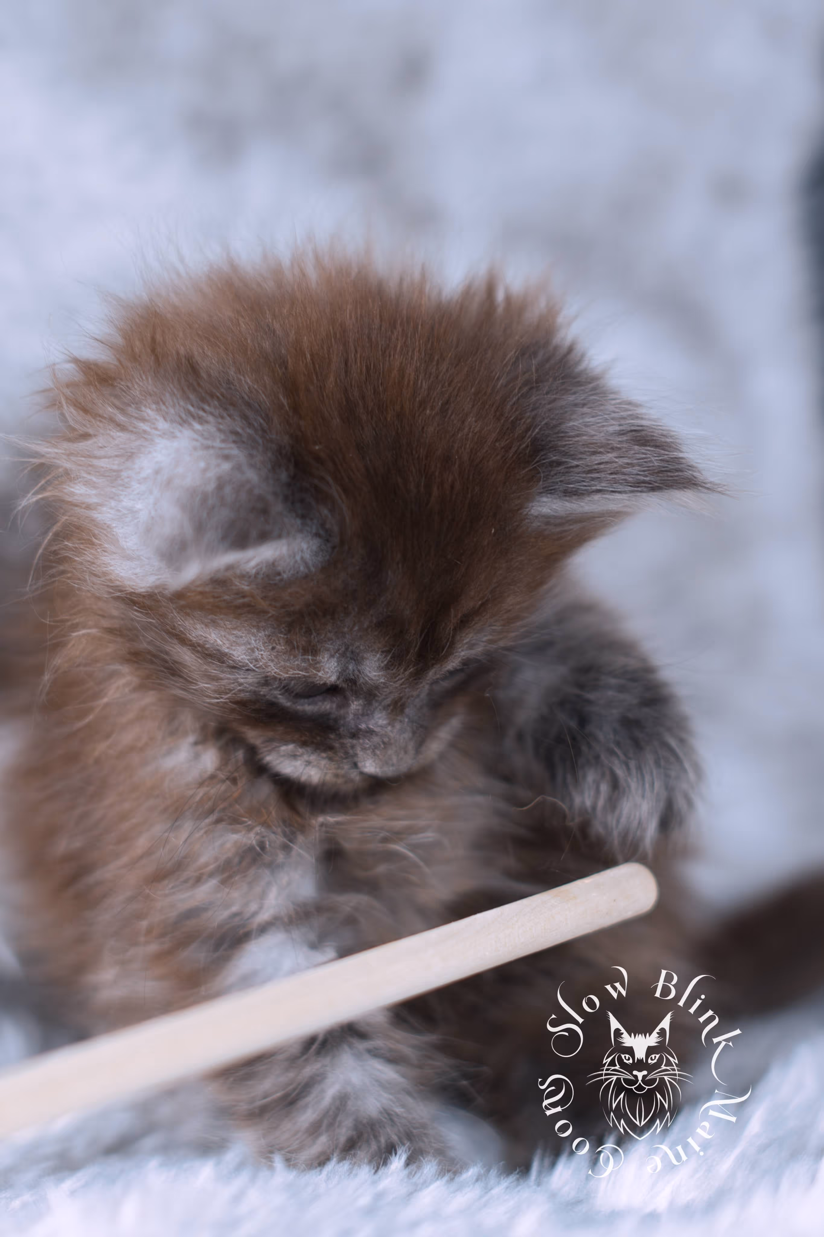 black smoke | maine coon kitten | ems code ns | slowblinkmainecoons | taken nov 19 2024 | age 4 weeks Black Smoke Maine Coon Kittens > black smoke | maine coon kitten | ems code ns | slowblinkmainecoons | taken nov 19 2024 | age 4 weeks | idx 01