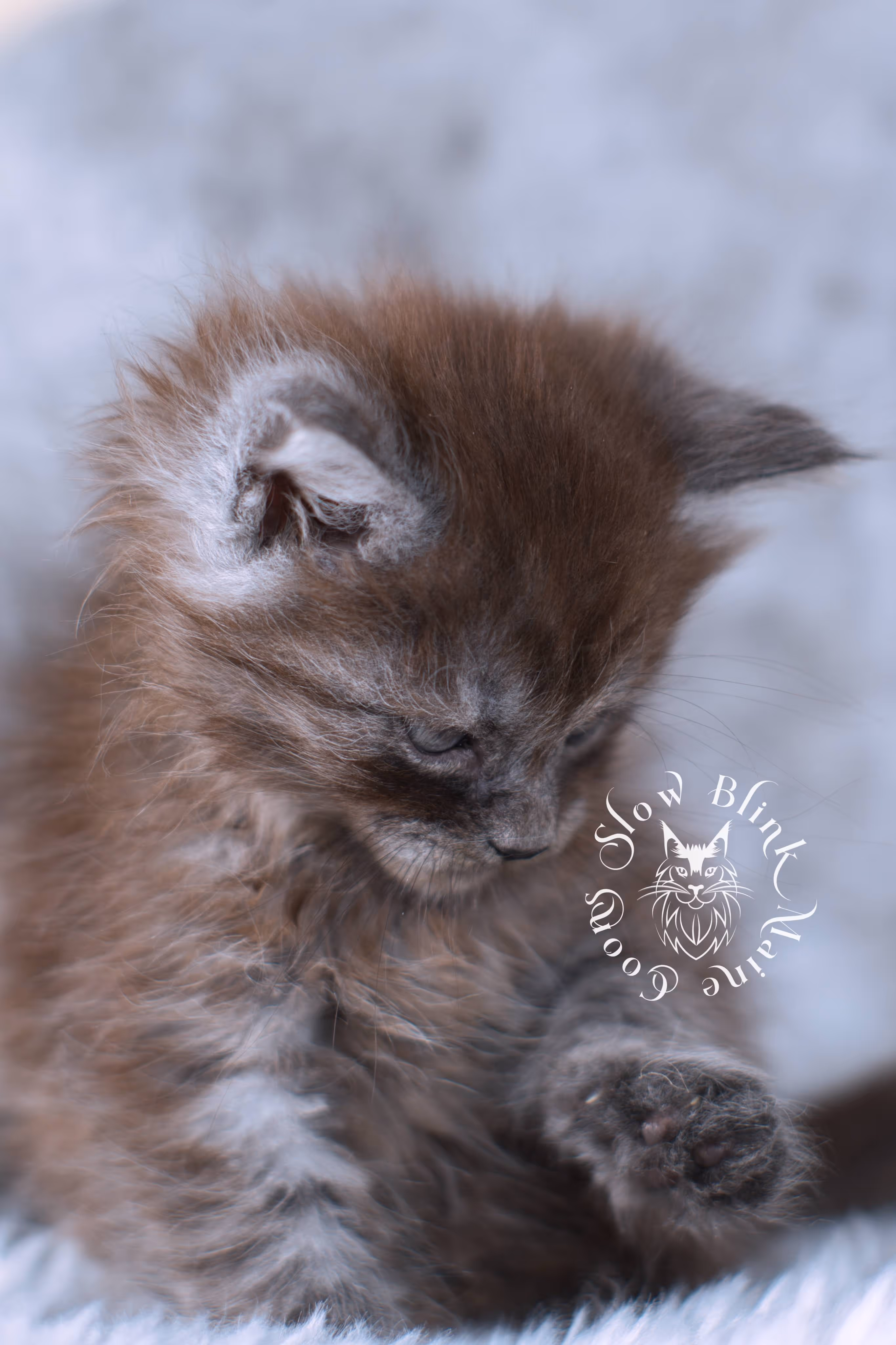 black smoke | maine coon kitten | ems code ns | slowblinkmainecoons | taken nov 19 2024 | age 4 weeks Black Smoke Maine Coon Kittens > black smoke | maine coon kitten | ems code ns | slowblinkmainecoons | taken nov 19 2024 | age 4 weeks | idx 02