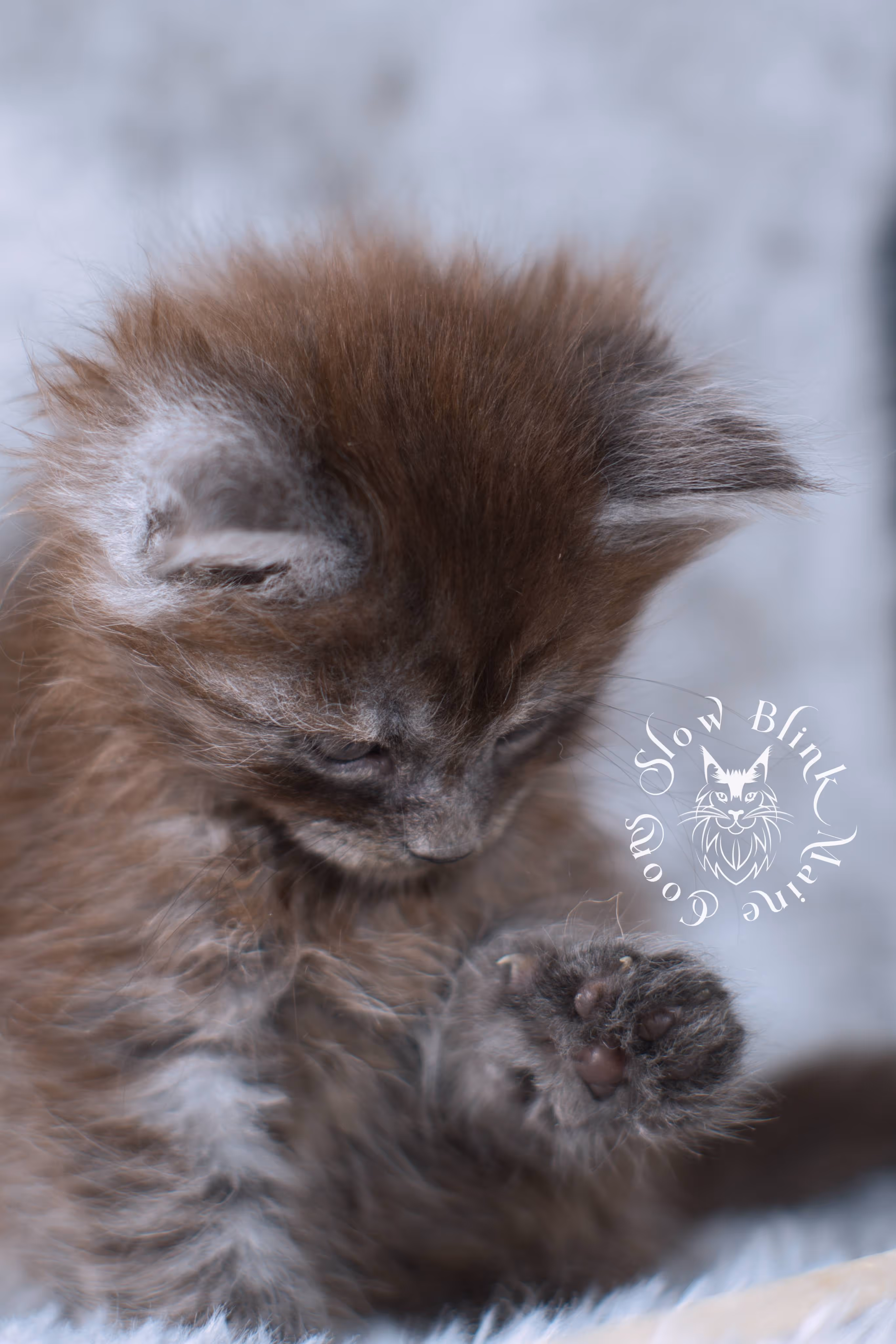black smoke | maine coon kitten | ems code ns | slowblinkmainecoons | taken nov 19 2024 | age 4 weeks Black Smoke Maine Coon Kittens > black smoke | maine coon kitten | ems code ns | slowblinkmainecoons | taken nov 19 2024 | age 4 weeks | idx 03