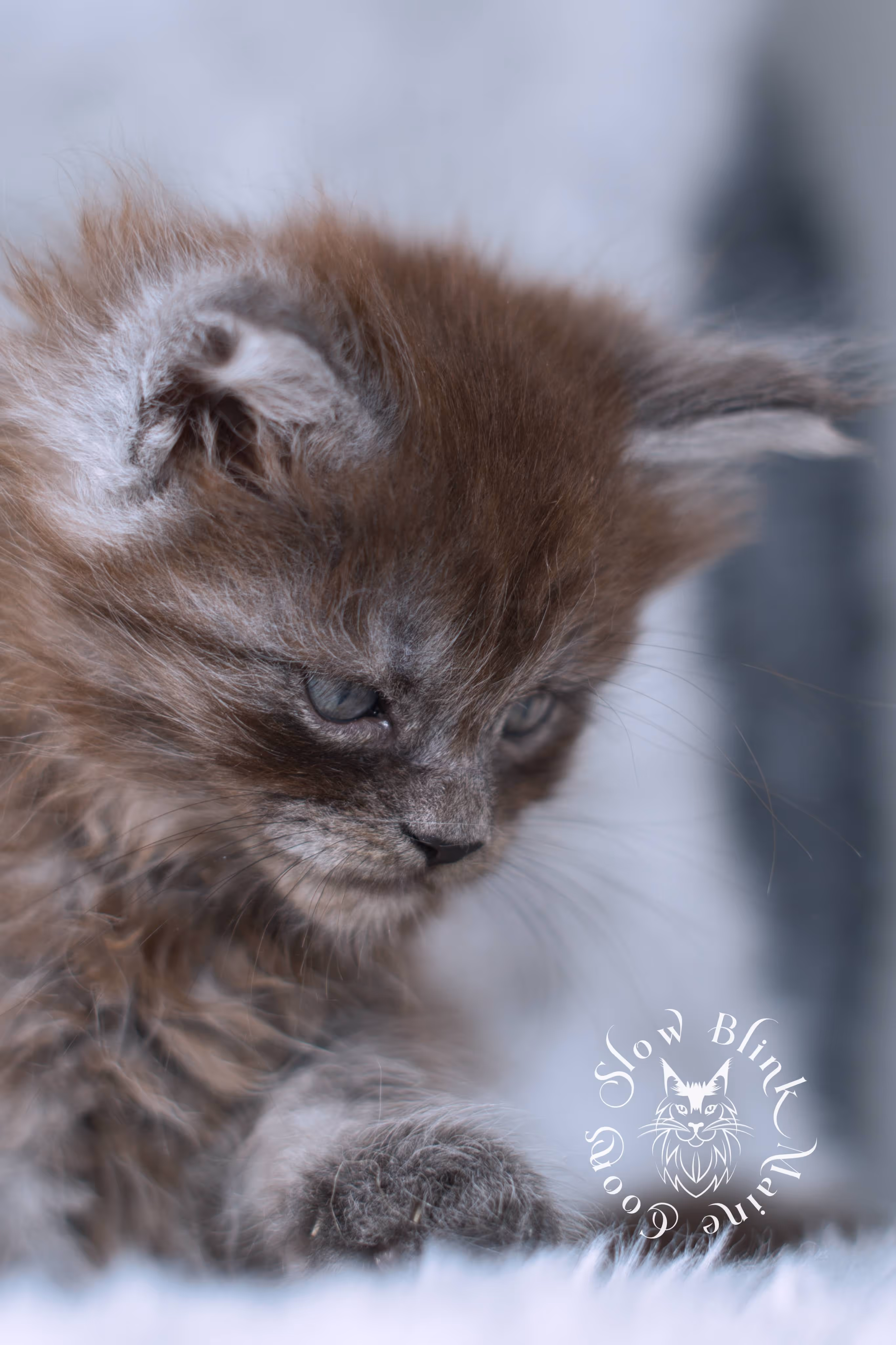 black smoke | maine coon kitten | ems code ns | slowblinkmainecoons | taken nov 19 2024 | age 4 weeks Black Smoke Maine Coon Kittens > black smoke | maine coon kitten | ems code ns | slowblinkmainecoons | taken nov 19 2024 | age 4 weeks | idx 04