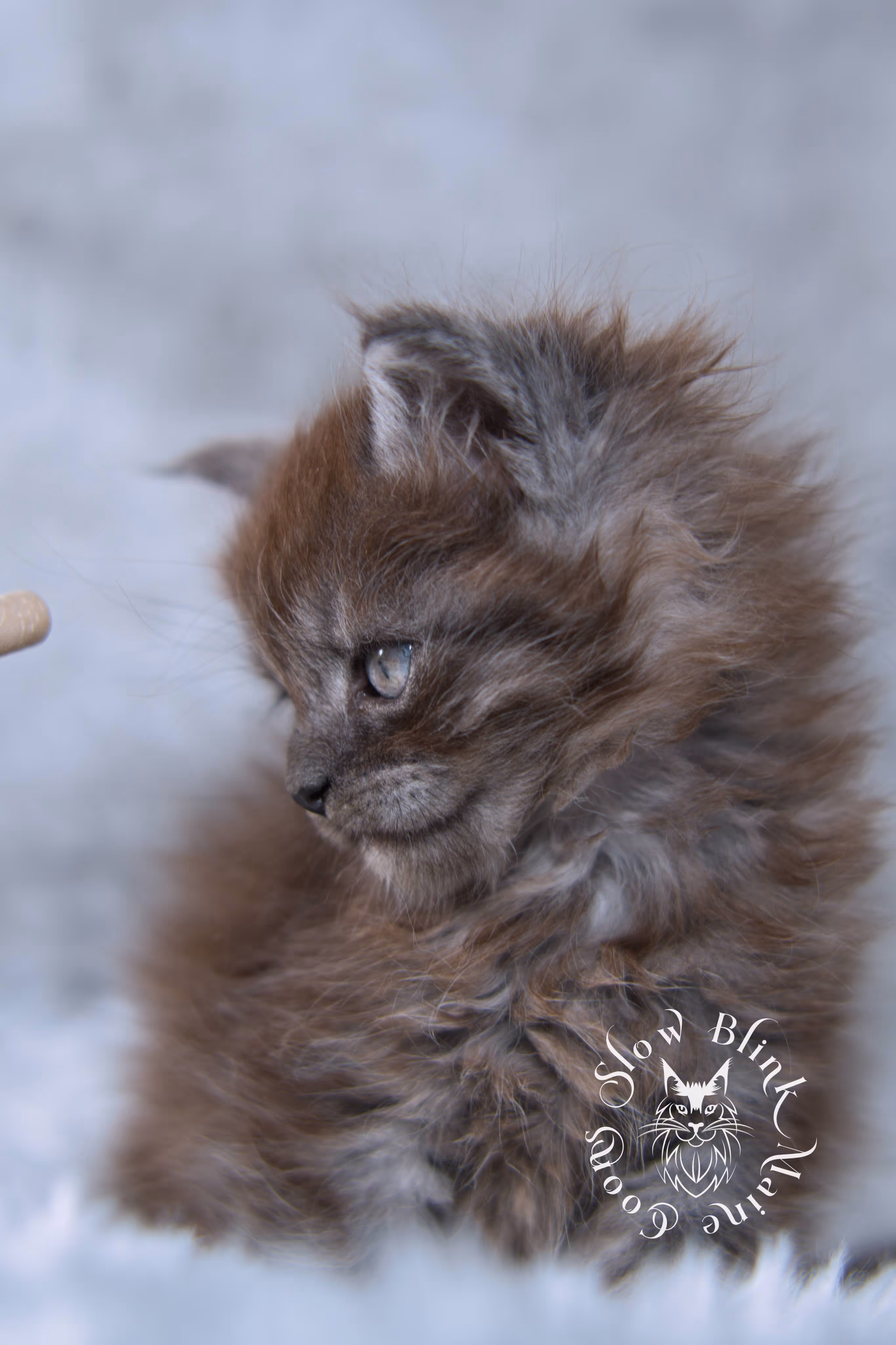 black smoke | maine coon kitten | ems code ns | slowblinkmainecoons | taken nov 19 2024 | age 4 weeks Black Smoke Maine Coon Kittens > black smoke | maine coon kitten | ems code ns | slowblinkmainecoons | taken nov 19 2024 | age 4 weeks | idx 05
