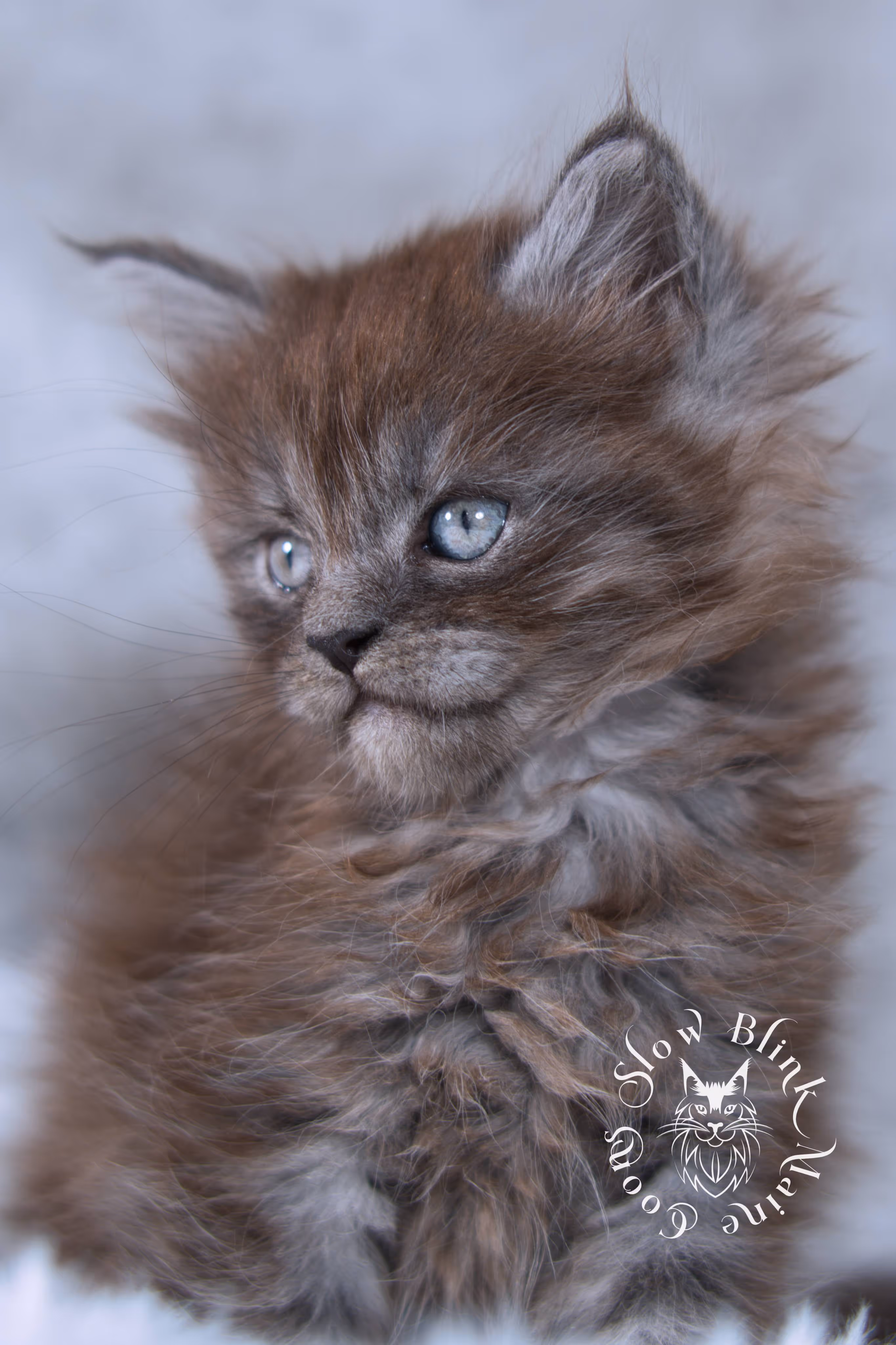 black smoke | maine coon kitten | ems code ns | slowblinkmainecoons | taken nov 19 2024 | age 4 weeks Black Smoke Maine Coon Kittens > black smoke | maine coon kitten | ems code ns | slowblinkmainecoons | taken nov 19 2024 | age 4 weeks | idx 06