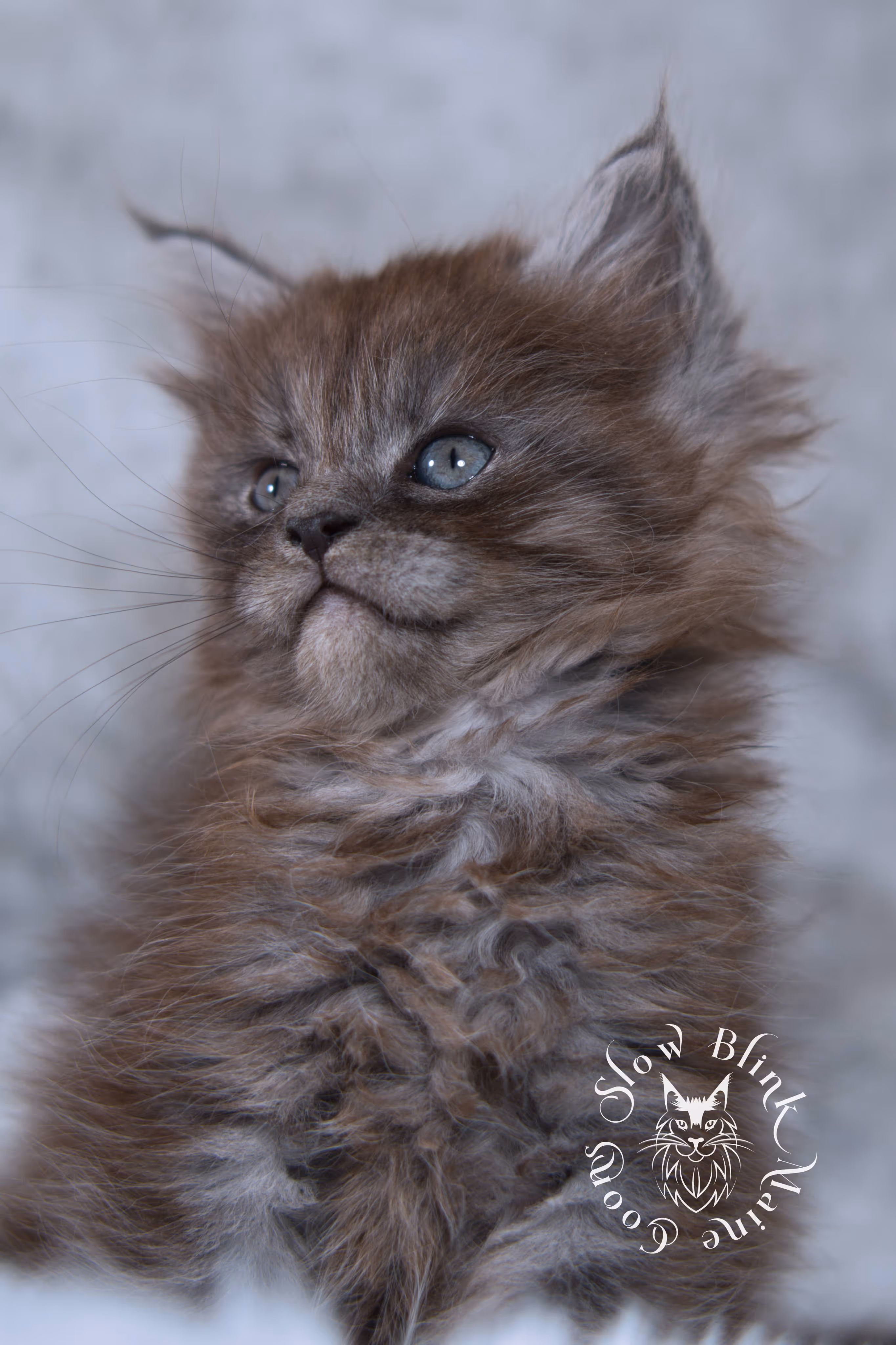 black smoke | maine coon kitten | ems code ns | slowblinkmainecoons | taken nov 19 2024 | age 4 weeks Black Smoke Maine Coon Kittens > black smoke | maine coon kitten | ems code ns | slowblinkmainecoons | taken nov 19 2024 | age 4 weeks | idx 07