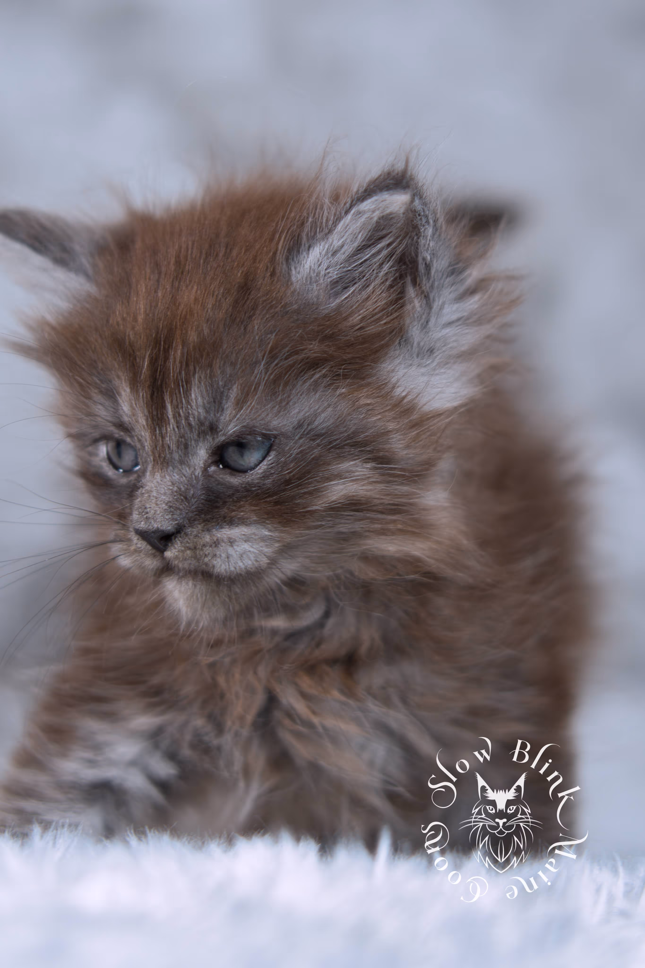 black smoke | maine coon kitten | ems code ns | slowblinkmainecoons | taken nov 19 2024 | age 4 weeks Black Smoke Maine Coon Kittens > black smoke | maine coon kitten | ems code ns | slowblinkmainecoons | taken nov 19 2024 | age 4 weeks | idx 08
