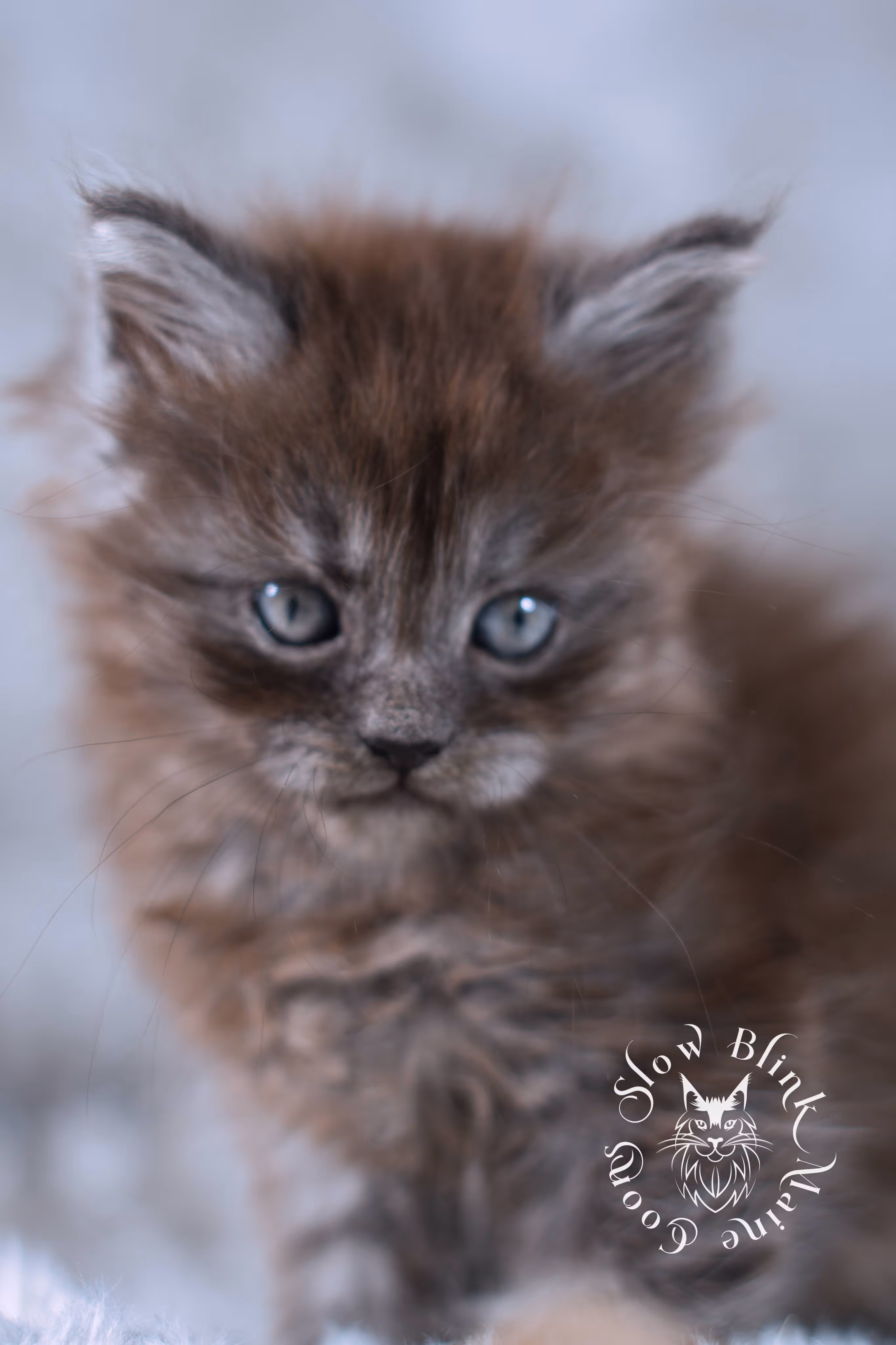 black smoke | maine coon kitten | ems code ns | slowblinkmainecoons | taken nov 19 2024 | age 4 weeks Black Smoke Maine Coon Kittens > black smoke | maine coon kitten | ems code ns | slowblinkmainecoons | taken nov 19 2024 | age 4 weeks | idx 09