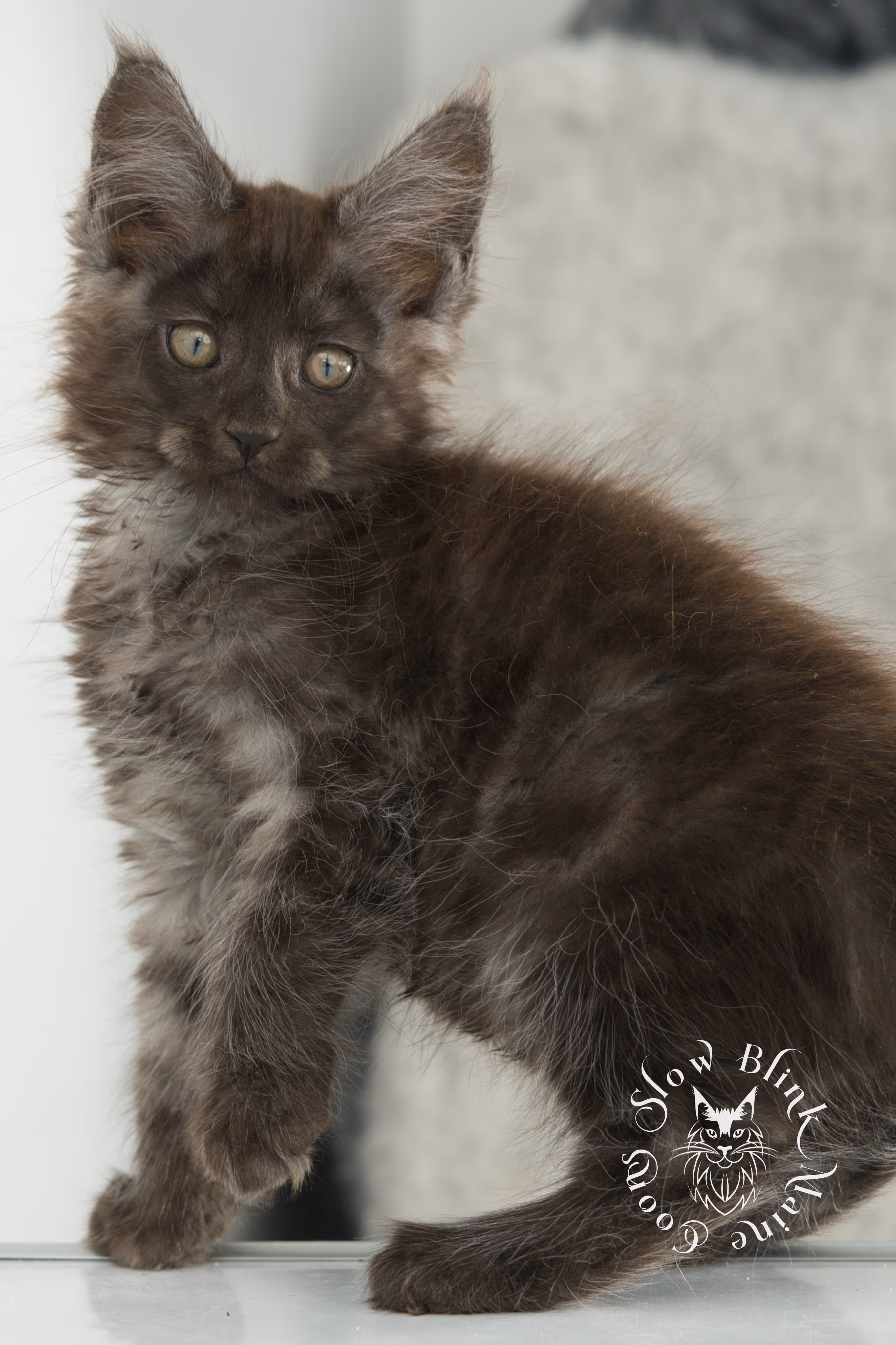 black smoke | maine coon kitten | ems code ns | slowblinkmainecoons | taken nov 19 2024 | age 6 weeks Black Smoke Maine Coon Kittens > black smoke | maine coon kitten | ems code ns | slowblinkmainecoons | taken nov 19 2024 | age 6 weeks | idx 01