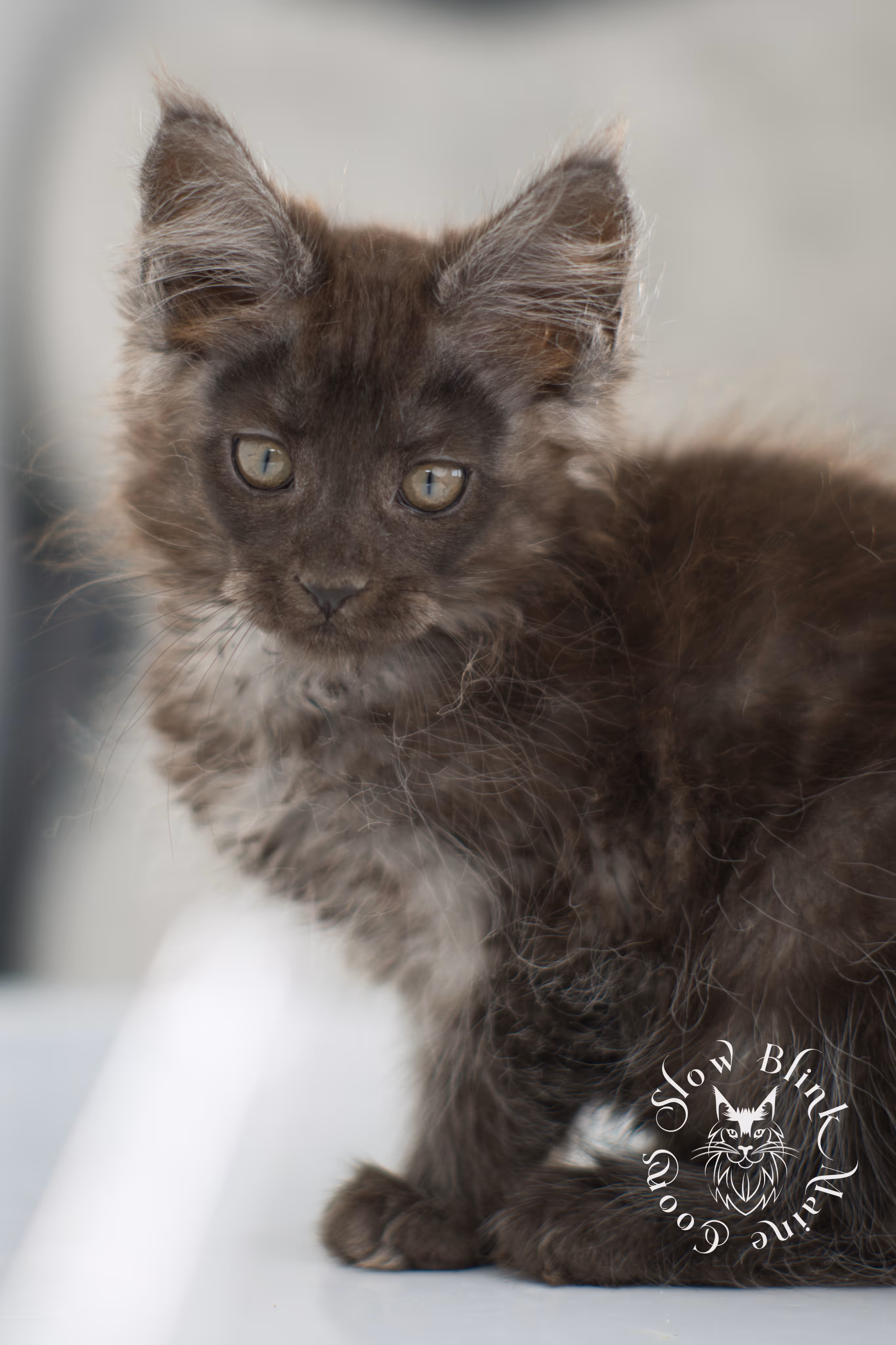 black smoke | maine coon kitten | ems code ns | slowblinkmainecoons | taken nov 19 2024 | age 6 weeks Black Smoke Maine Coon Kittens > black smoke | maine coon kitten | ems code ns | slowblinkmainecoons | taken nov 19 2024 | age 6 weeks | idx 02