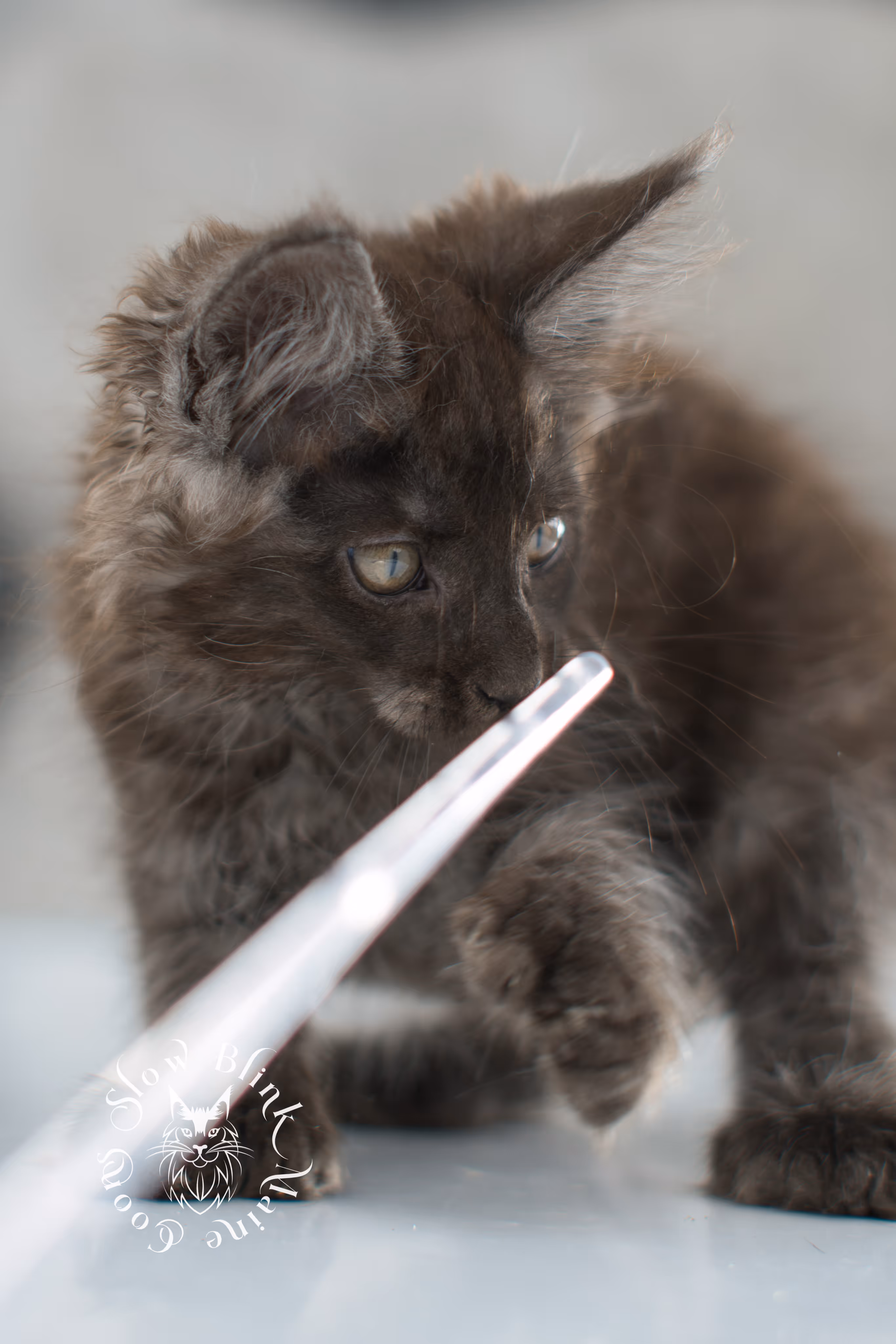 black smoke | maine coon kitten | ems code ns | slowblinkmainecoons | taken nov 19 2024 | age 6 weeks Black Smoke Maine Coon Kittens > black smoke | maine coon kitten | ems code ns | slowblinkmainecoons | taken nov 19 2024 | age 6 weeks | idx 03