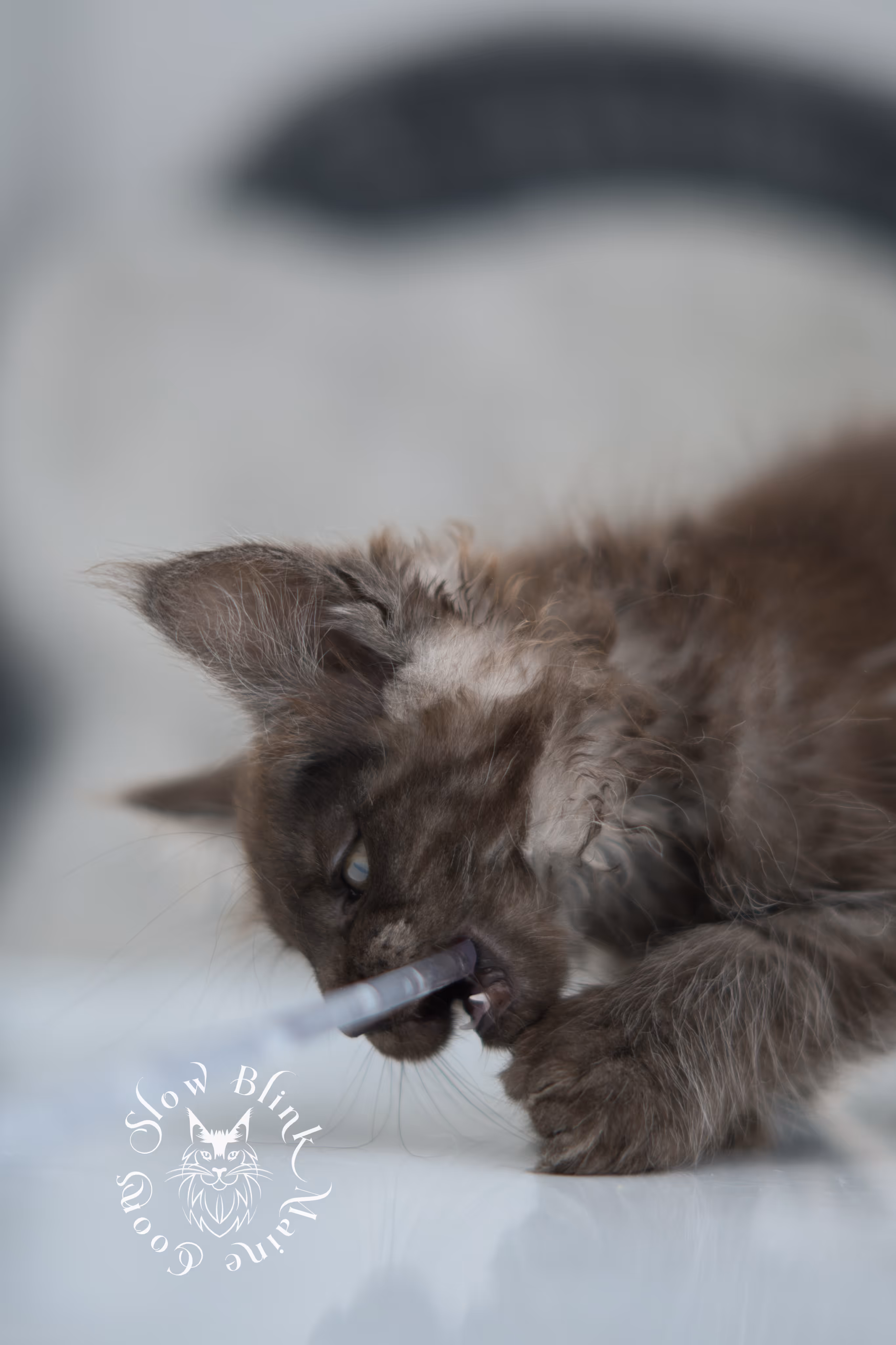 black smoke | maine coon kitten | ems code ns | slowblinkmainecoons | taken nov 19 2024 | age 6 weeks Black Smoke Maine Coon Kittens > black smoke | maine coon kitten | ems code ns | slowblinkmainecoons | taken nov 19 2024 | age 6 weeks | idx 04