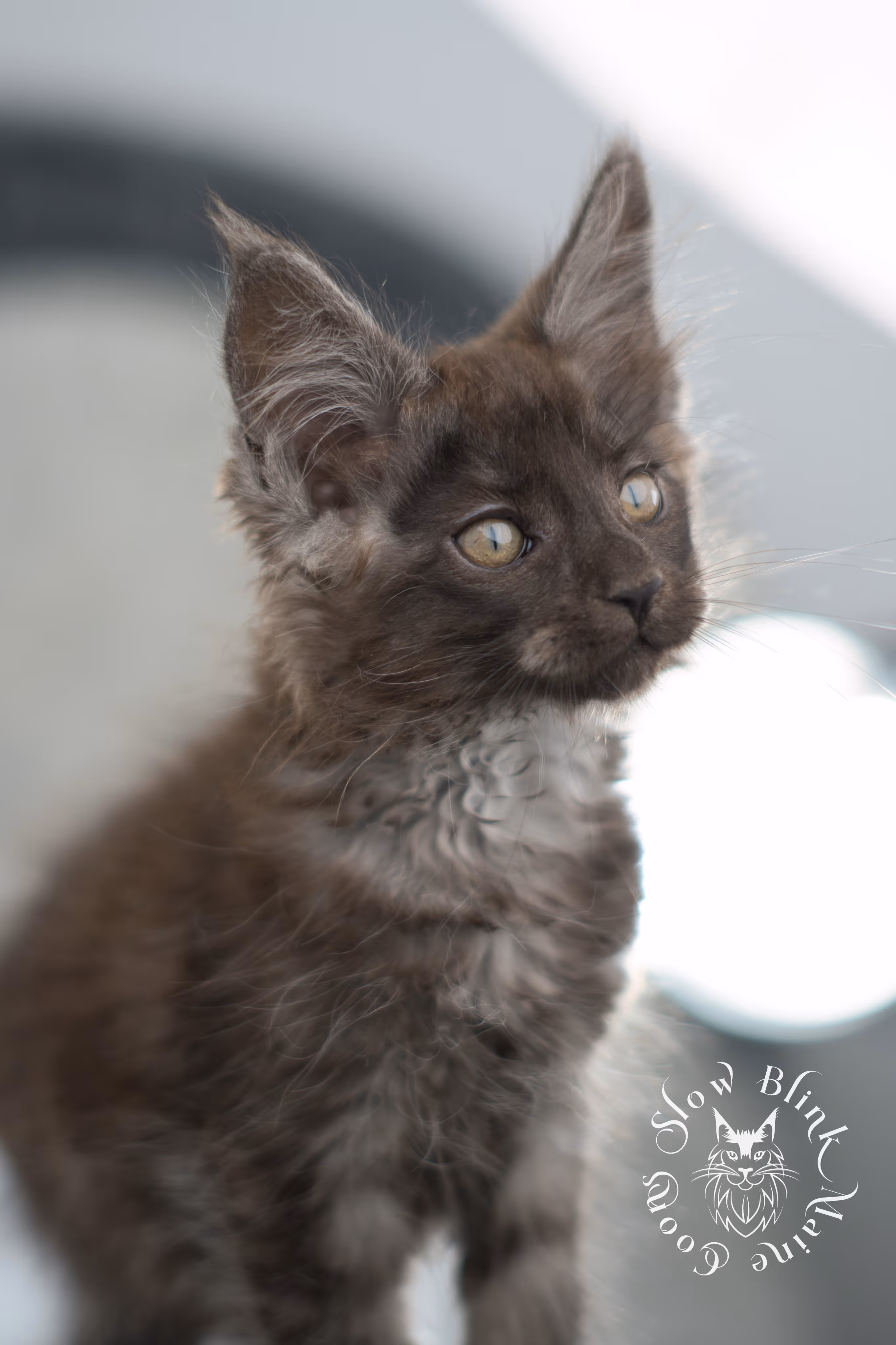 black smoke | maine coon kitten | ems code ns | slowblinkmainecoons | taken nov 19 2024 | age 6 weeks Black Smoke Maine Coon Kittens > black smoke | maine coon kitten | ems code ns | slowblinkmainecoons | taken nov 19 2024 | age 6 weeks | idx 05