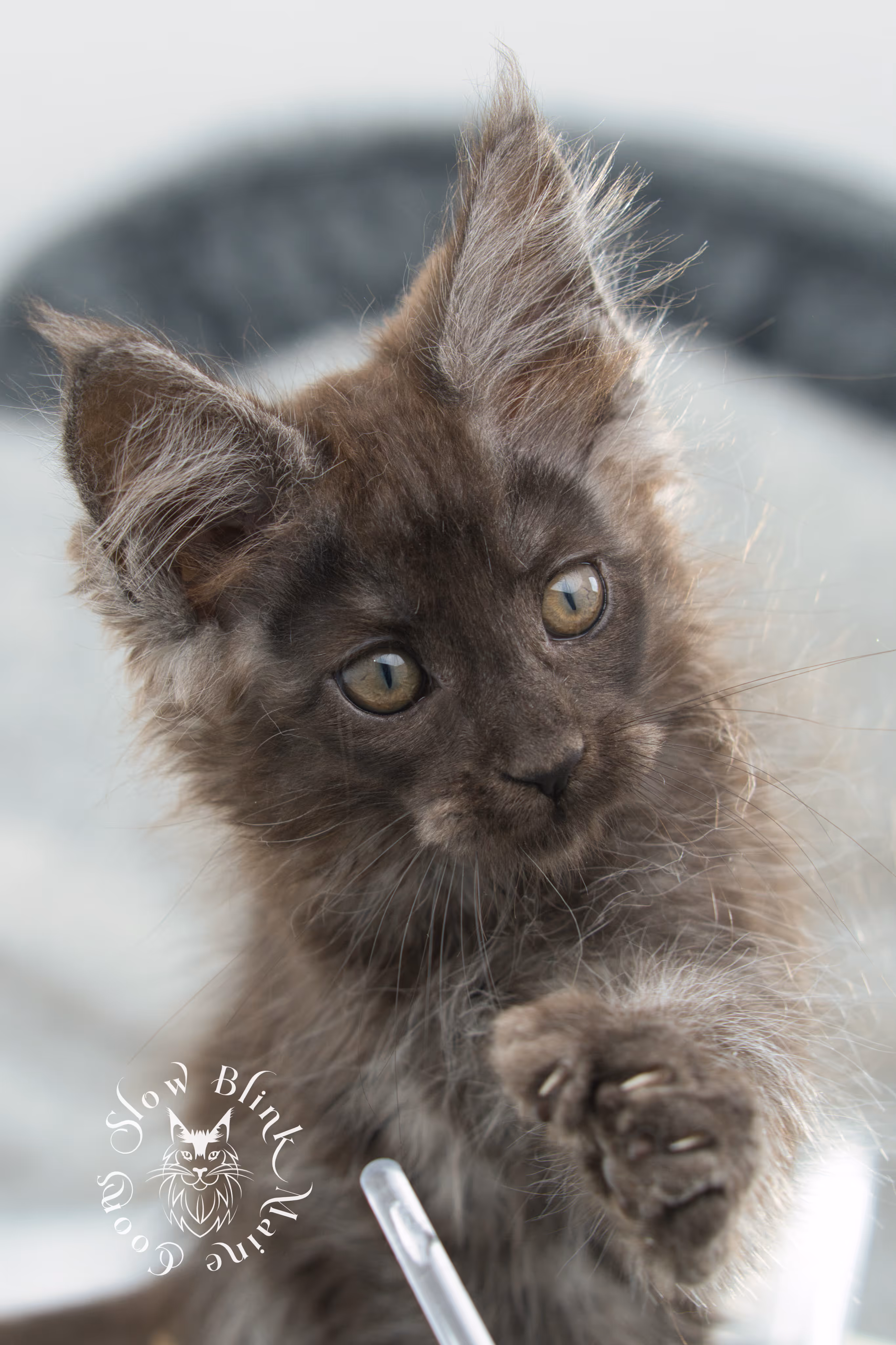 black smoke | maine coon kitten | ems code ns | slowblinkmainecoons | taken nov 19 2024 | age 6 weeks Black Smoke Maine Coon Kittens > black smoke | maine coon kitten | ems code ns | slowblinkmainecoons | taken nov 19 2024 | age 6 weeks | idx 06