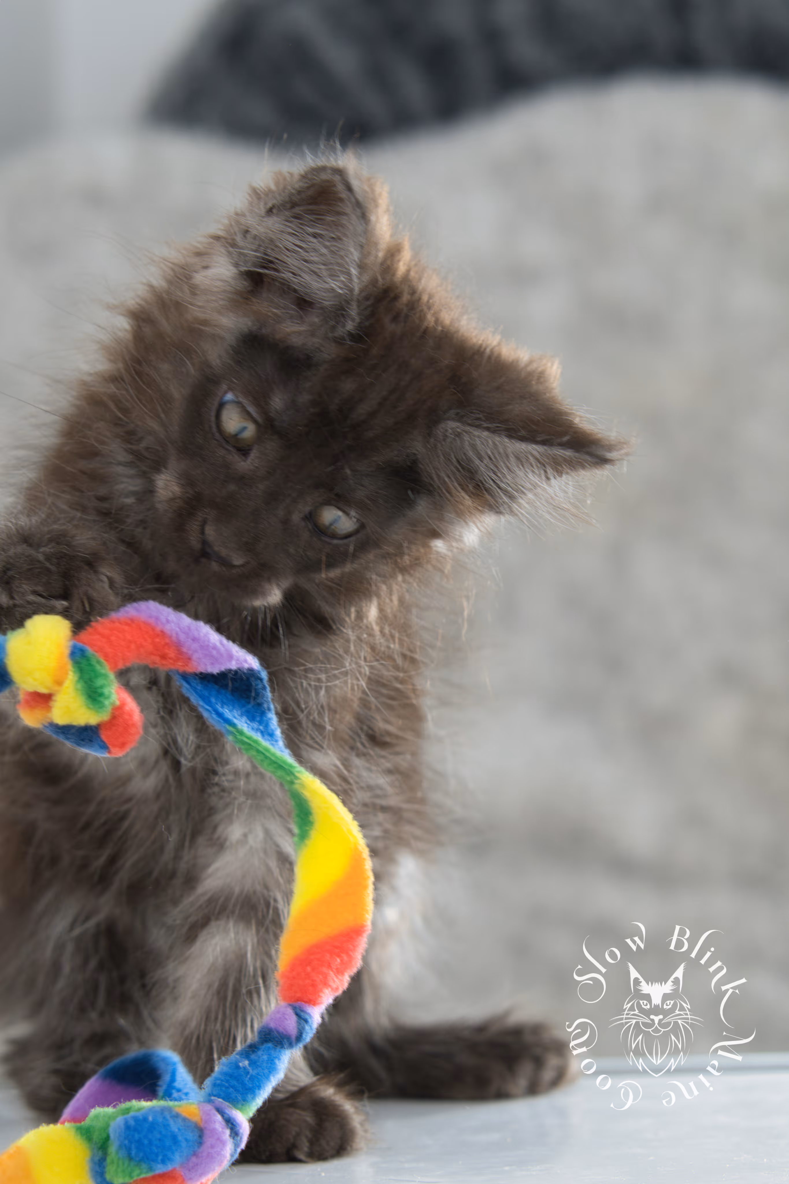 black smoke | maine coon kitten | ems code ns | slowblinkmainecoons | taken nov 19 2024 | age 6 weeks Black Smoke Maine Coon Kittens > black smoke | maine coon kitten | ems code ns | slowblinkmainecoons | taken nov 19 2024 | age 6 weeks | idx 08
