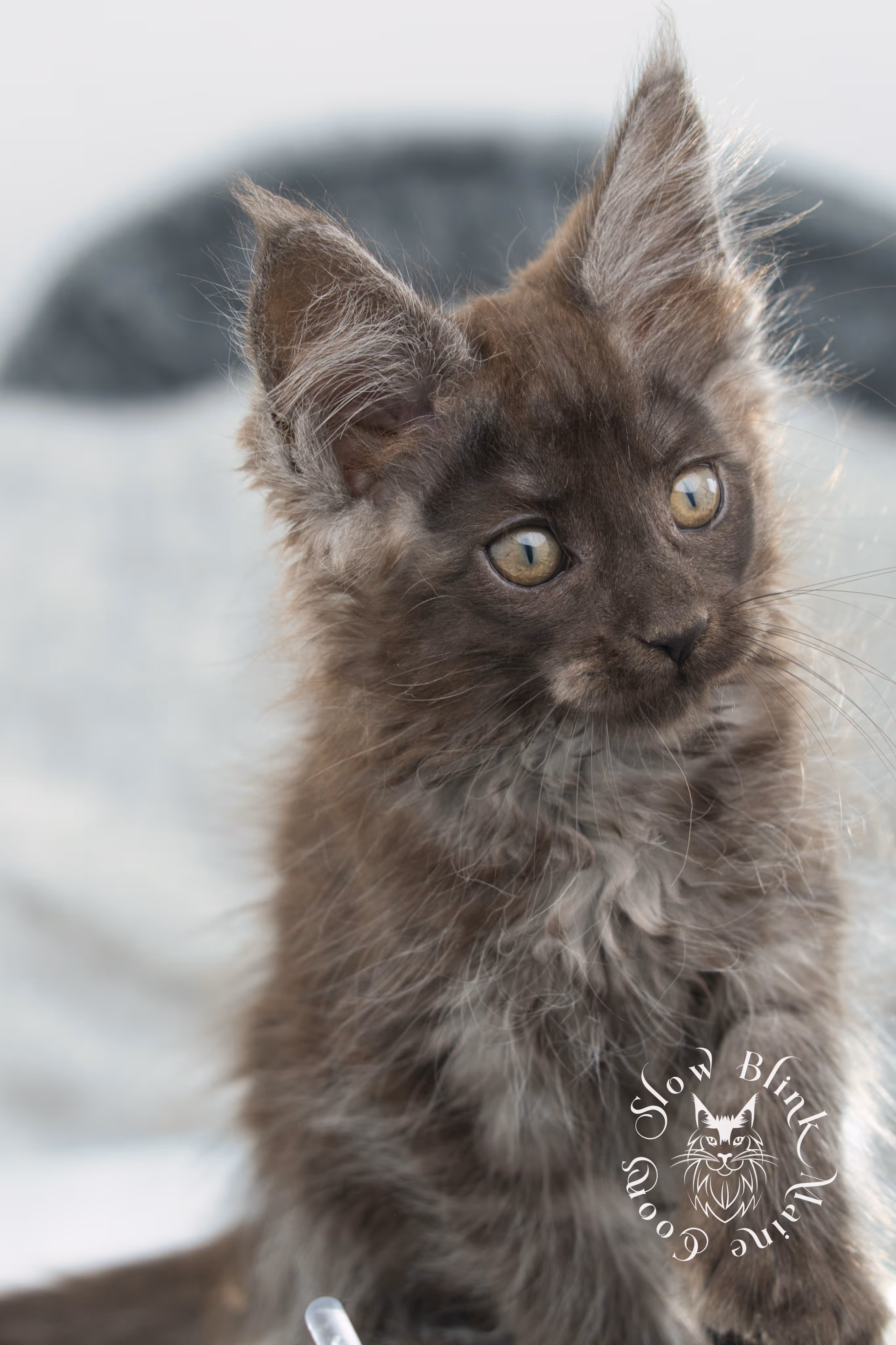 black smoke | maine coon kitten | ems code ns | slowblinkmainecoons | taken nov 19 2024 | age 6 weeks Black Smoke Maine Coon Kittens > black smoke | maine coon kitten | ems code ns | slowblinkmainecoons | taken nov 19 2024 | age 6 weeks | idx 09