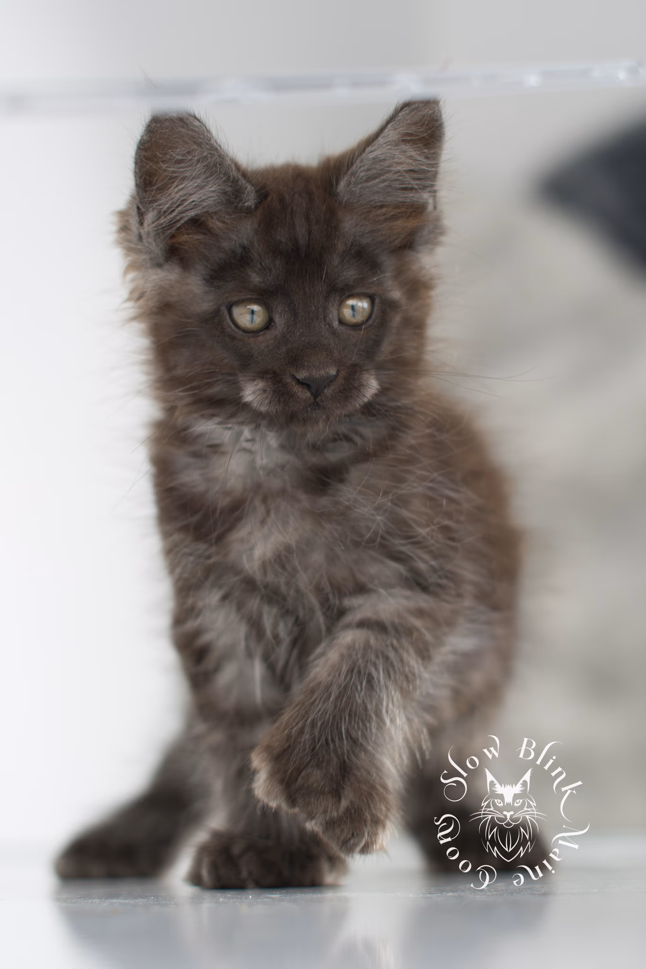 black smoke | maine coon kitten | ems code ns | slowblinkmainecoons | taken nov 19 2024 | age 6 weeks Black Smoke Maine Coon Kittens > black smoke | maine coon kitten | ems code ns | slowblinkmainecoons | taken nov 19 2024 | age 6 weeks | idx 10