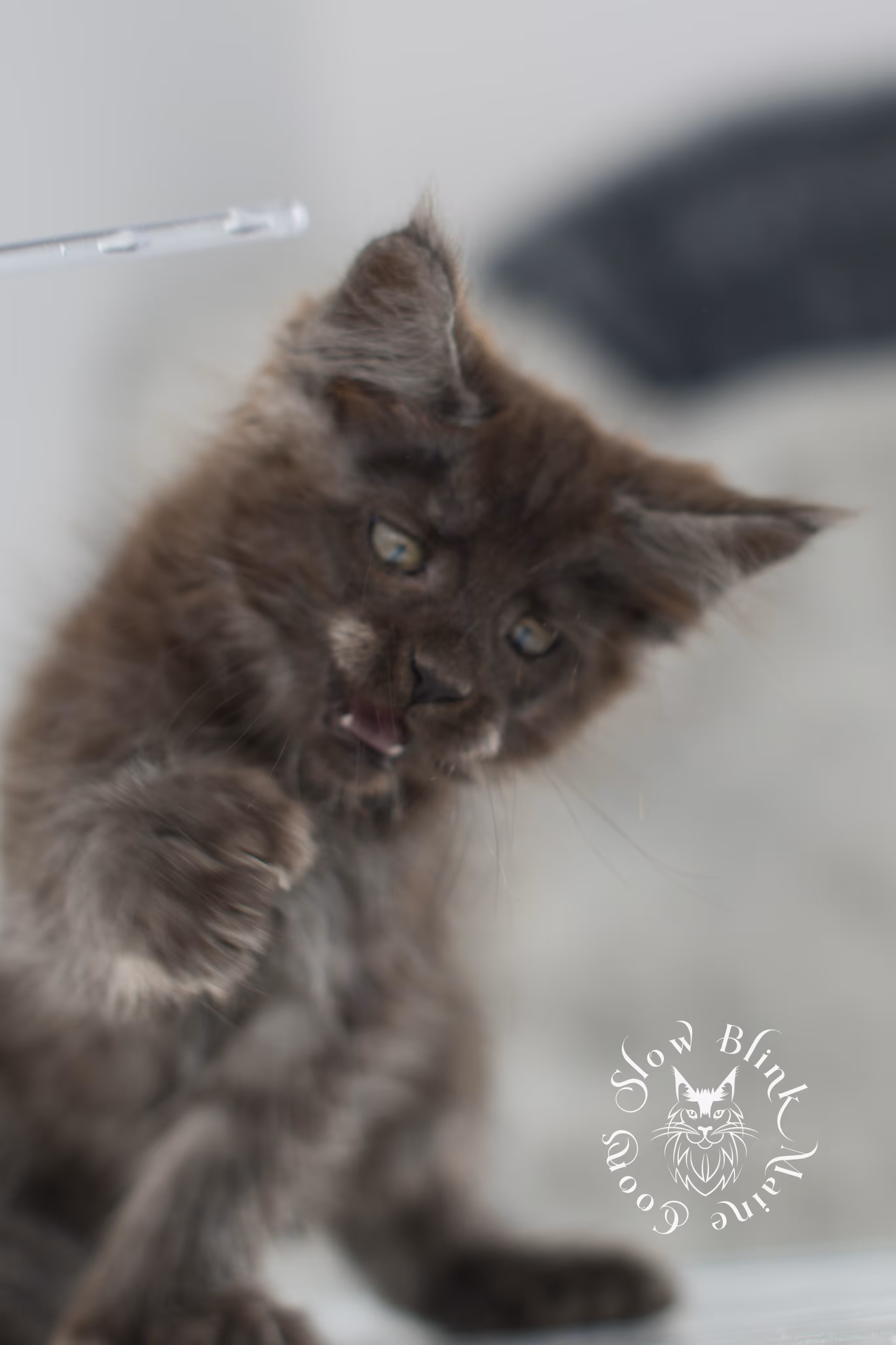 black smoke | maine coon kitten | ems code ns | slowblinkmainecoons | taken nov 19 2024 | age 6 weeks Black Smoke Maine Coon Kittens > black smoke | maine coon kitten | ems code ns | slowblinkmainecoons | taken nov 19 2024 | age 6 weeks | idx 11