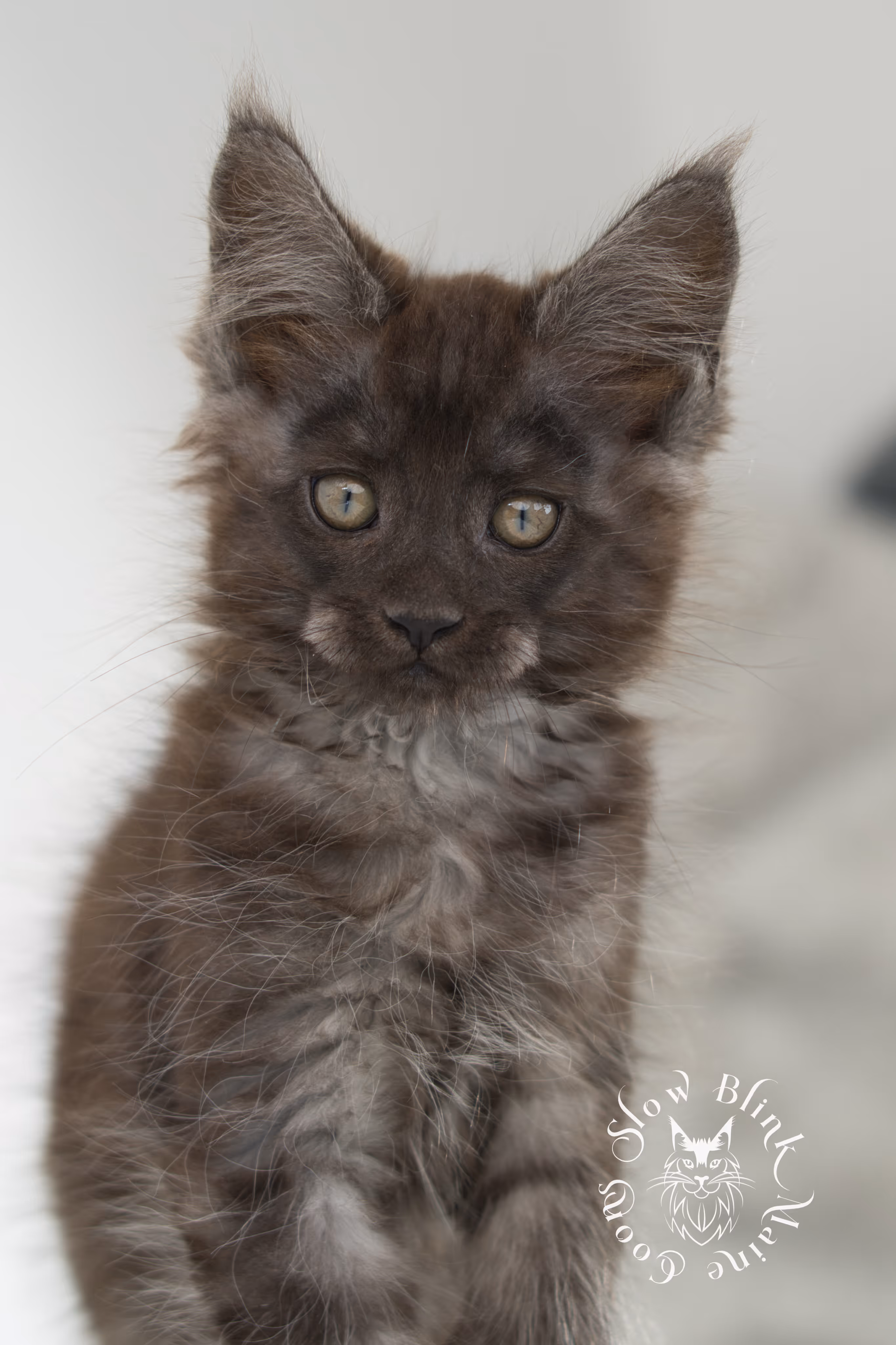 black smoke | maine coon kitten | ems code ns | slowblinkmainecoons | taken nov 19 2024 | age 6 weeks Black Smoke Maine Coon Kittens > black smoke | maine coon kitten | ems code ns | slowblinkmainecoons | taken nov 19 2024 | age 6 weeks | idx 12