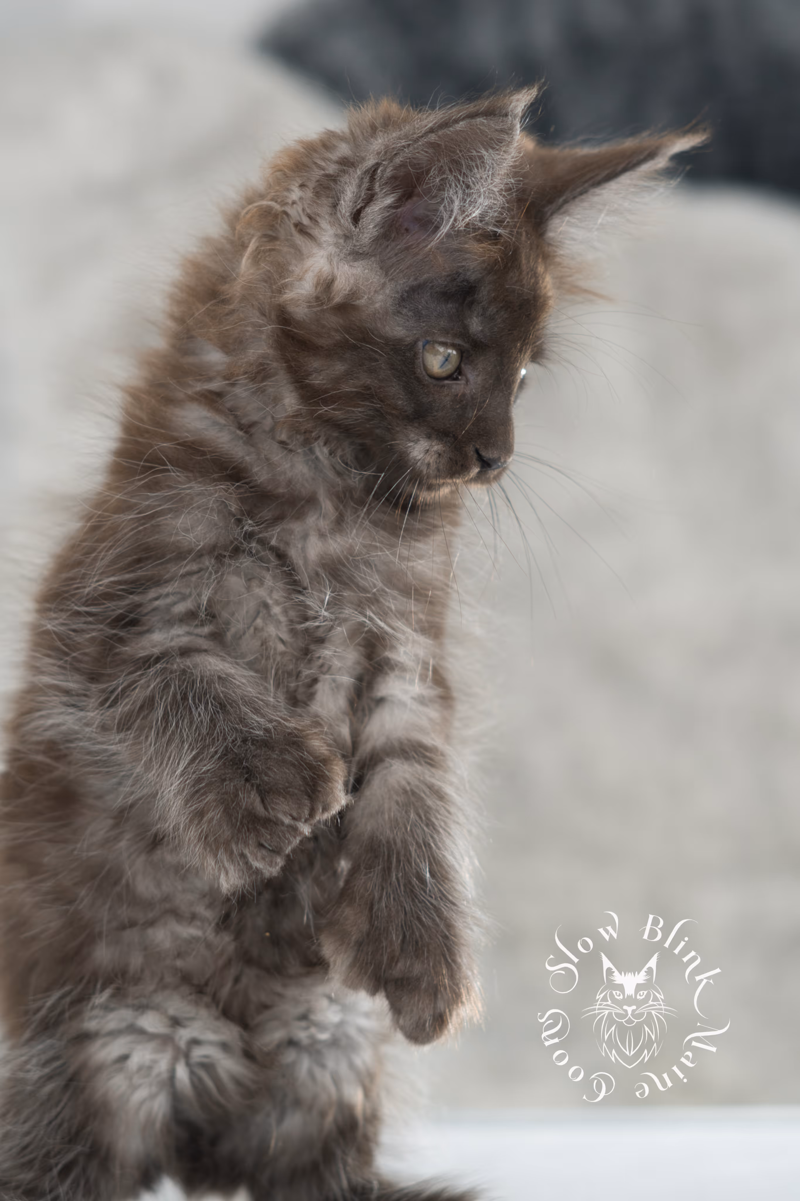 black smoke | maine coon kitten | ems code ns | slowblinkmainecoons | taken nov 19 2024 | age 6 weeks Black Smoke Maine Coon Kittens > black smoke | maine coon kitten | ems code ns | slowblinkmainecoons | taken nov 19 2024 | age 6 weeks | idx 14