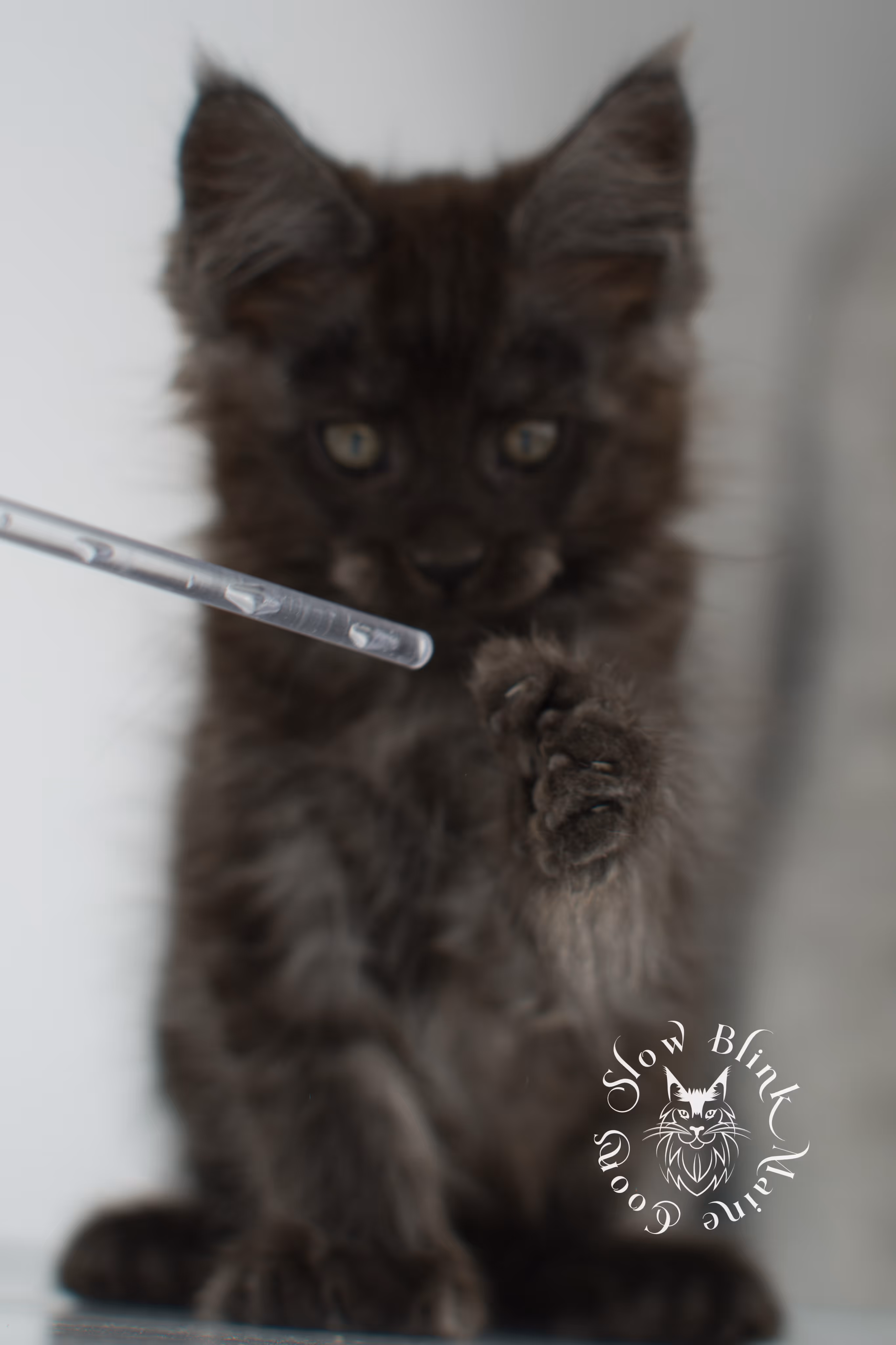 black smoke | maine coon kitten | ems code ns | slowblinkmainecoons | taken nov 19 2024 | age 6 weeks Black Smoke Maine Coon Kittens > black smoke | maine coon kitten | ems code ns | slowblinkmainecoons | taken nov 19 2024 | age 6 weeks | idx 15