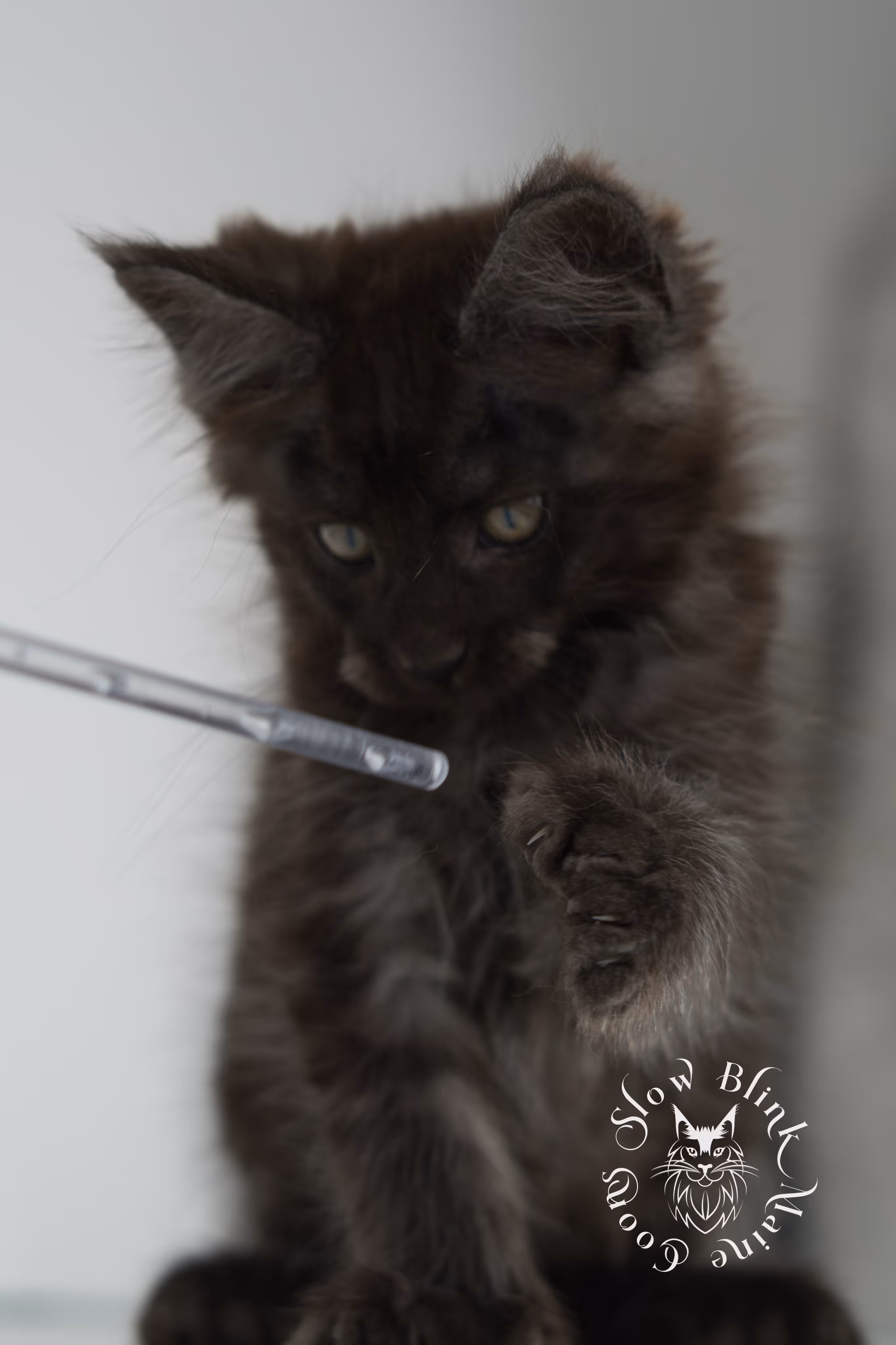 black smoke | maine coon kitten | ems code ns | slowblinkmainecoons | taken nov 19 2024 | age 6 weeks Black Smoke Maine Coon Kittens > black smoke | maine coon kitten | ems code ns | slowblinkmainecoons | taken nov 19 2024 | age 6 weeks | idx 16
