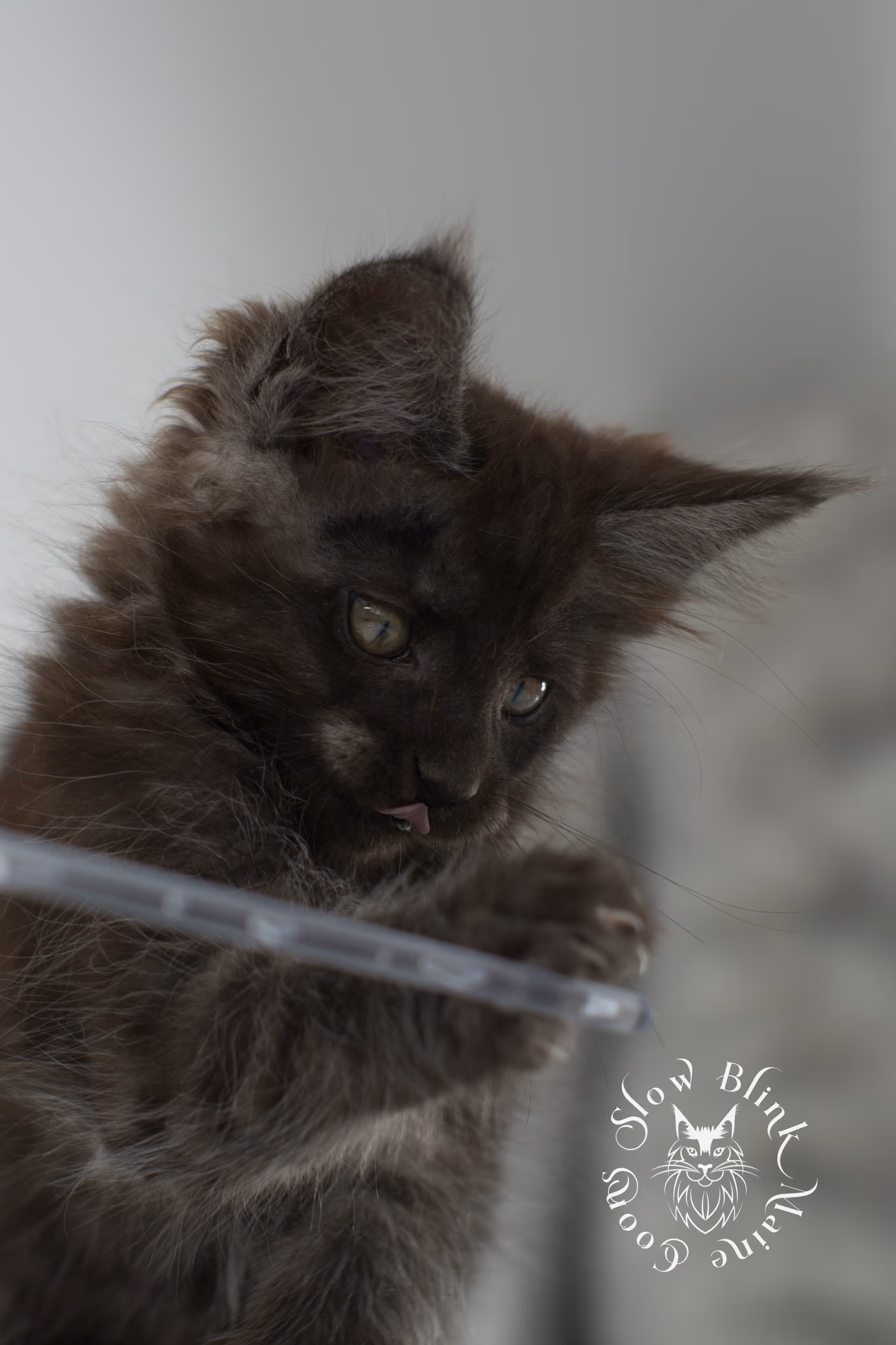 black smoke | maine coon kitten | ems code ns | slowblinkmainecoons | taken nov 19 2024 | age 6 weeks Black Smoke Maine Coon Kittens > black smoke | maine coon kitten | ems code ns | slowblinkmainecoons | taken nov 19 2024 | age 6 weeks | idx 17