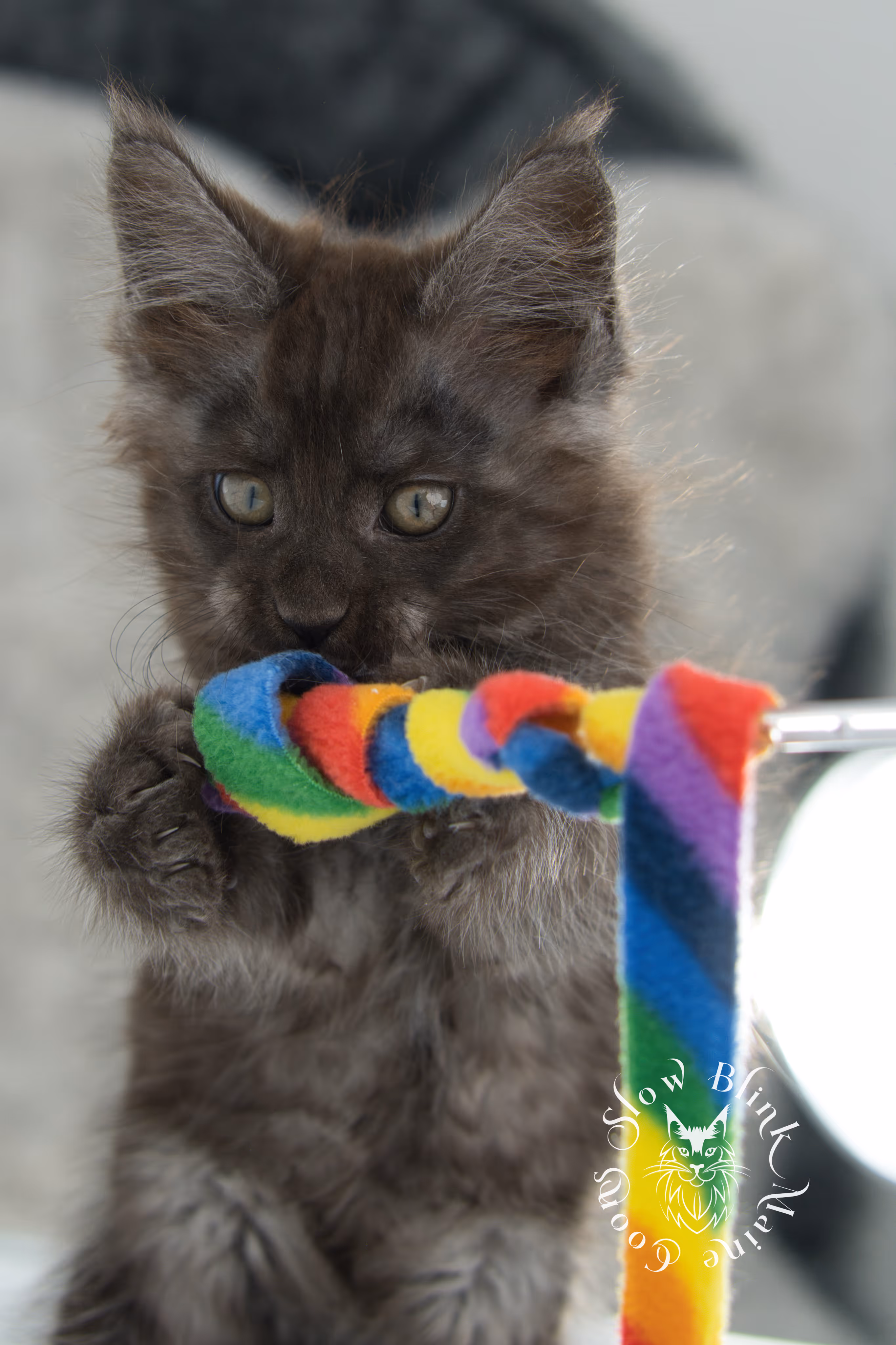 black smoke | maine coon kitten | ems code ns | slowblinkmainecoons | taken nov 19 2024 | age 6 weeks Black Smoke Maine Coon Kittens > black smoke | maine coon kitten | ems code ns | slowblinkmainecoons | taken nov 19 2024 | age 6 weeks | idx 18