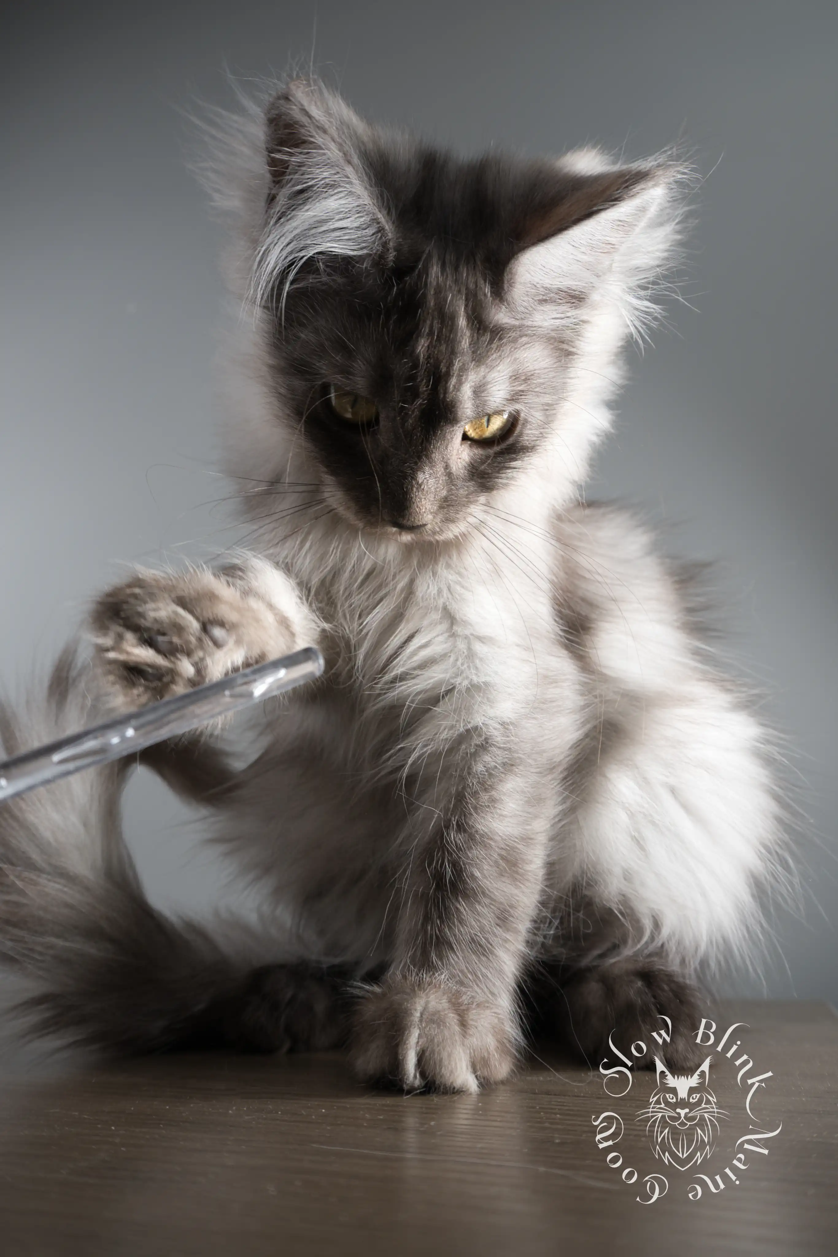 black smoke | maine coon kitten | ems code ns Black Smoke Maine Coon Kittens > black smoke | maine coon kitten | ems code ns | slowblinkmainecoons 05 10
