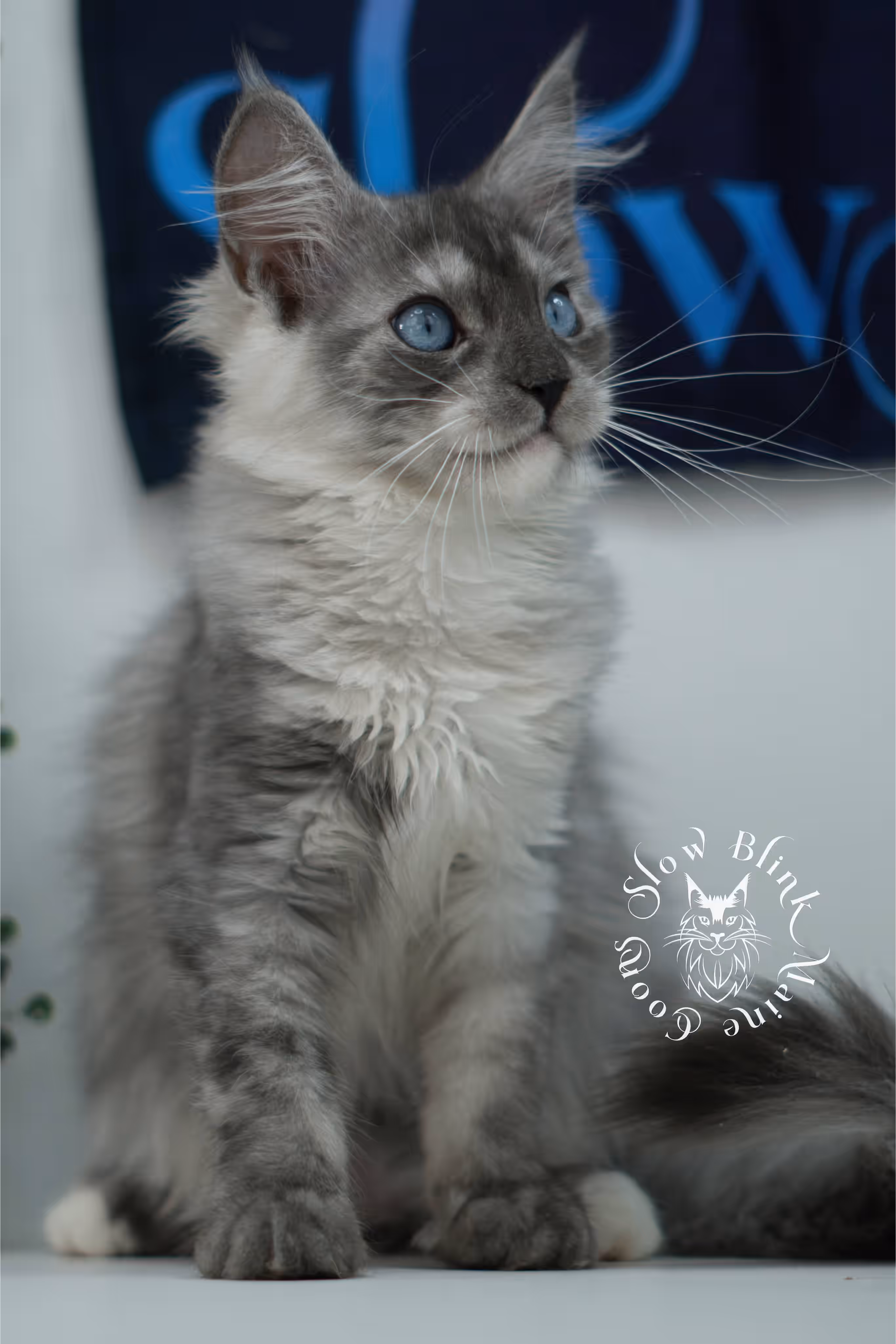black smoke blue eyed maine coon kitten | ems code mcp ns 61 | taken jul 23 2025 | poly | age 8 weeks | female | named vera Black Smoke Maine Coon Kittens > black smoke blue eyed maine coon kitten | ems code mcp ns 61 | taken jul 23 2025 | poly | age 8 weeks | female | named vera | idx 01