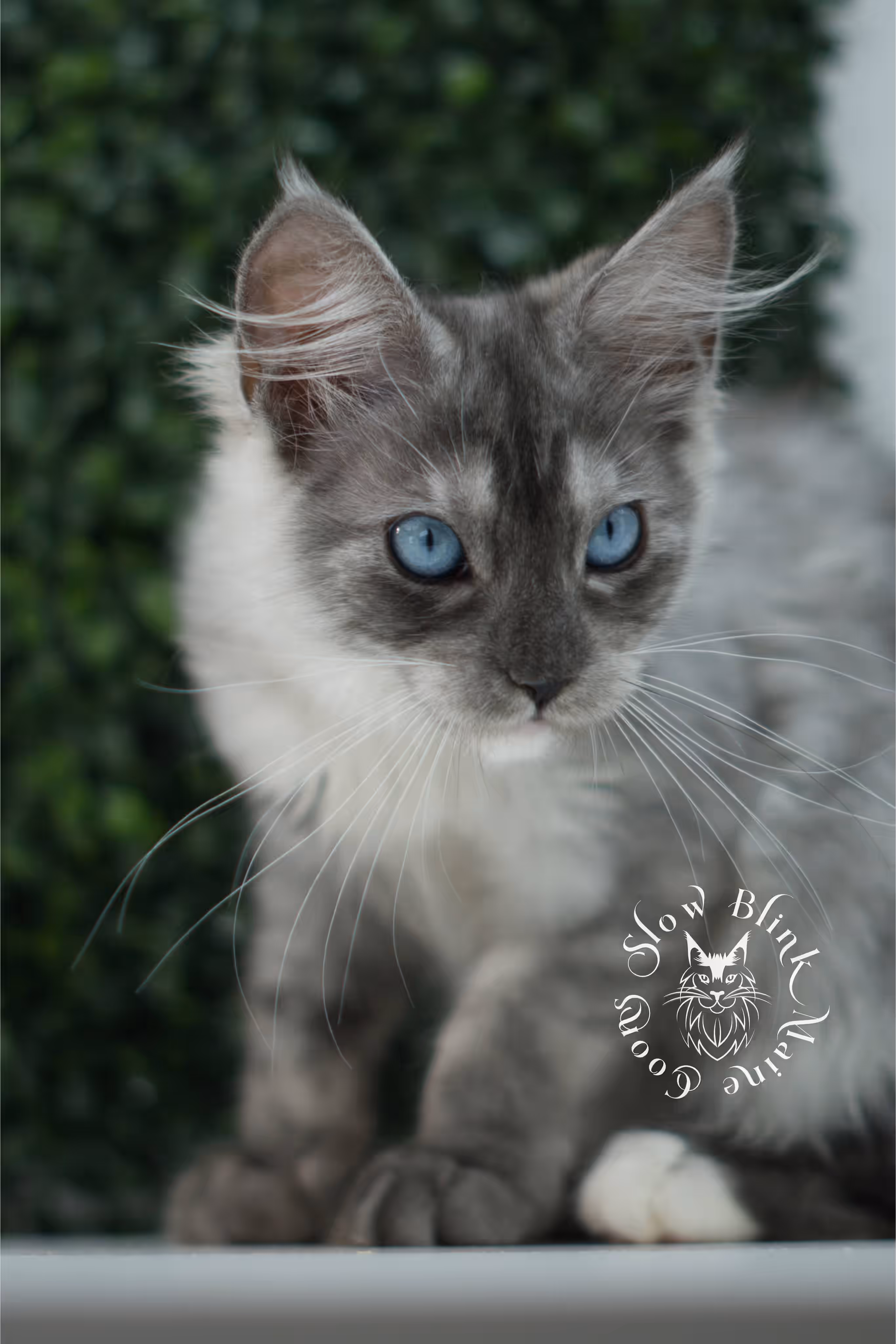 black smoke blue eyed maine coon kitten | ems code mcp ns 61 | taken jul 23 2025 | poly | age 8 weeks | female | named vera Black Smoke Maine Coon Kittens > black smoke blue eyed maine coon kitten | ems code mcp ns 61 | taken jul 23 2025 | poly | age 8 weeks | female | named vera | idx 02