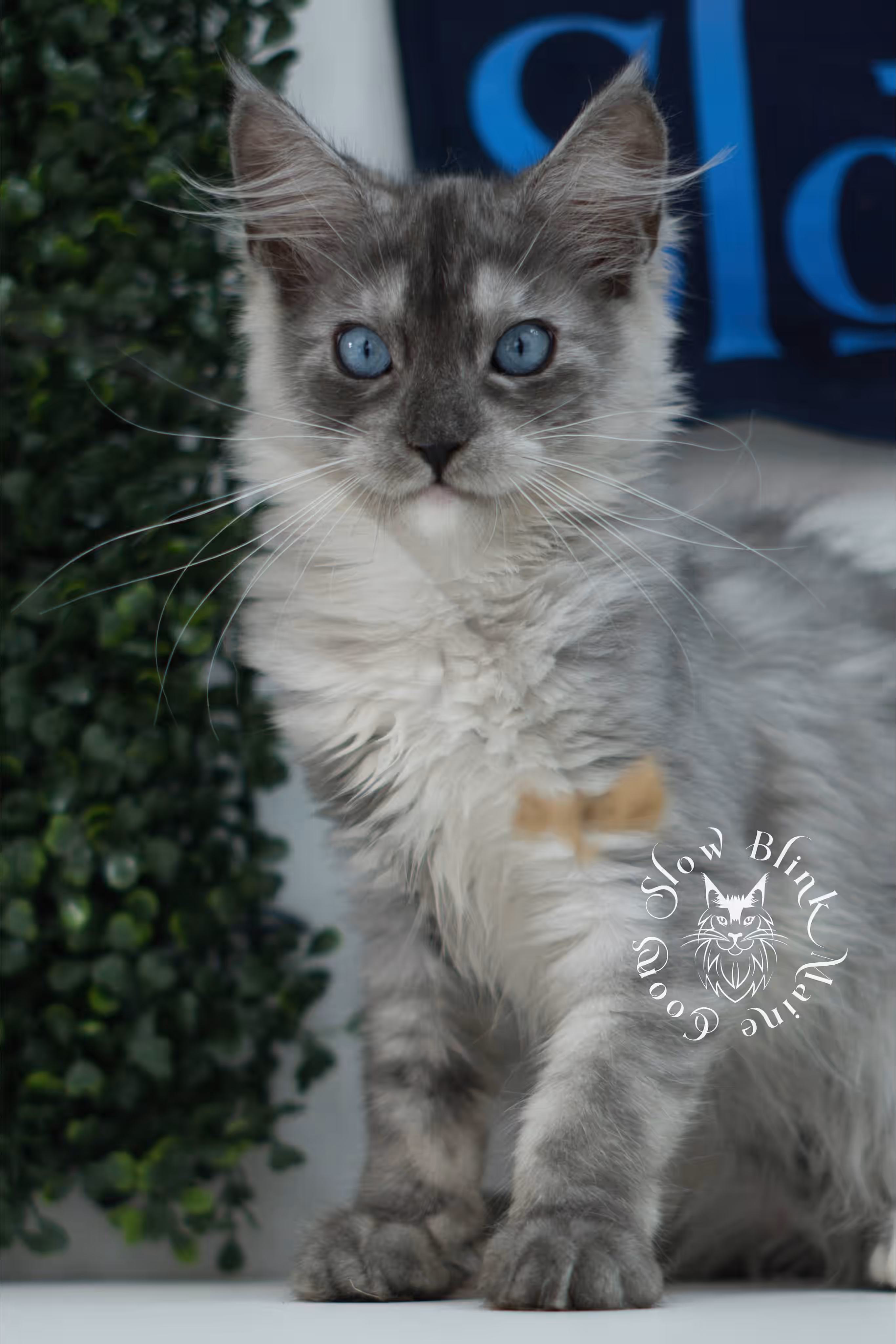 black smoke blue eyed maine coon kitten | ems code mcp ns 61 | taken jul 23 2025 | poly | age 8 weeks | female | named vera Black Smoke Maine Coon Kittens > black smoke blue eyed maine coon kitten | ems code mcp ns 61 | taken jul 23 2025 | poly | age 8 weeks | female | named vera | idx 03