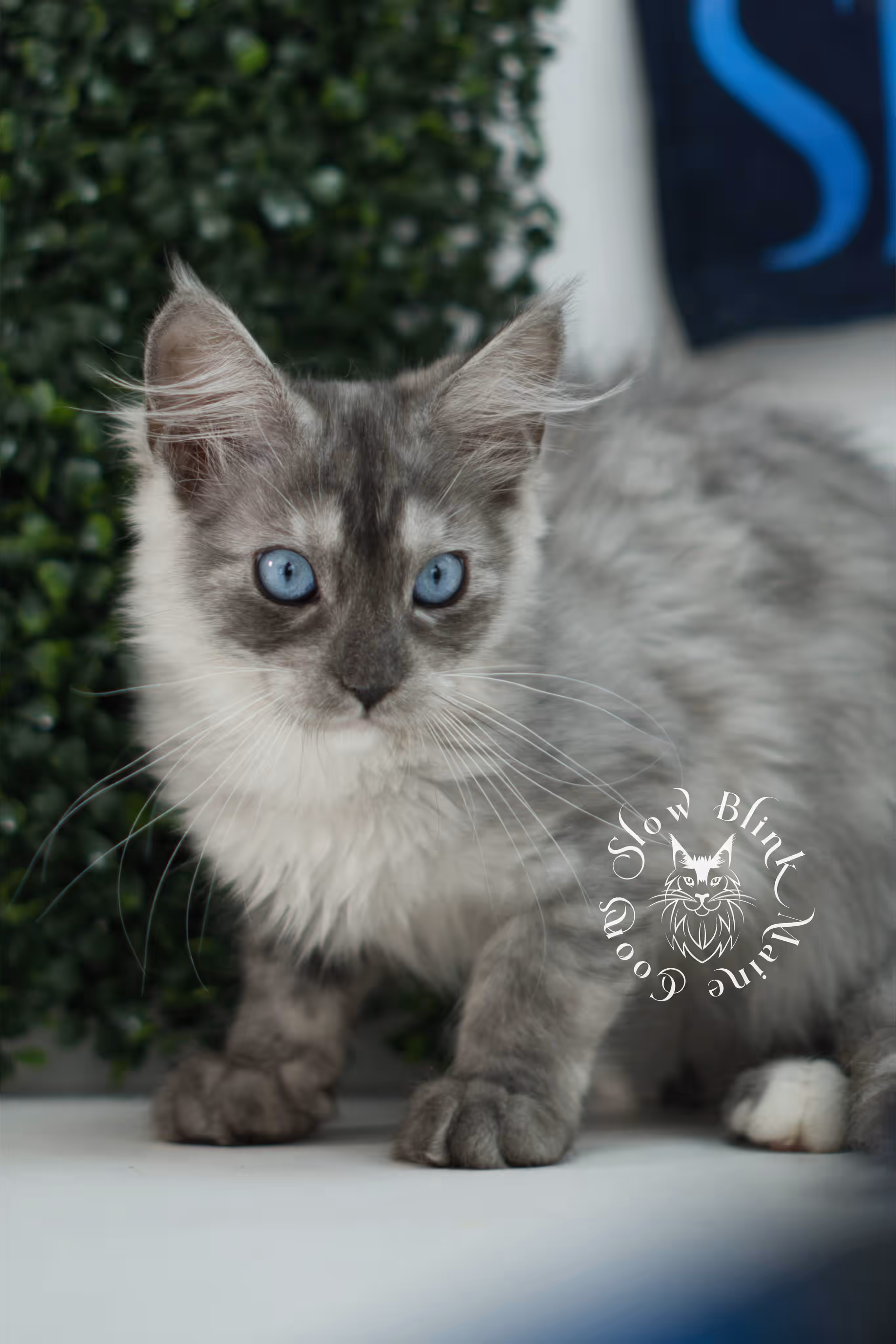 black smoke blue eyed maine coon kitten | ems code mcp ns 61 | taken jul 23 2025 | poly | age 8 weeks | female | named vera Black Smoke Maine Coon Kittens > black smoke blue eyed maine coon kitten | ems code mcp ns 61 | taken jul 23 2025 | poly | age 8 weeks | female | named vera | idx 04
