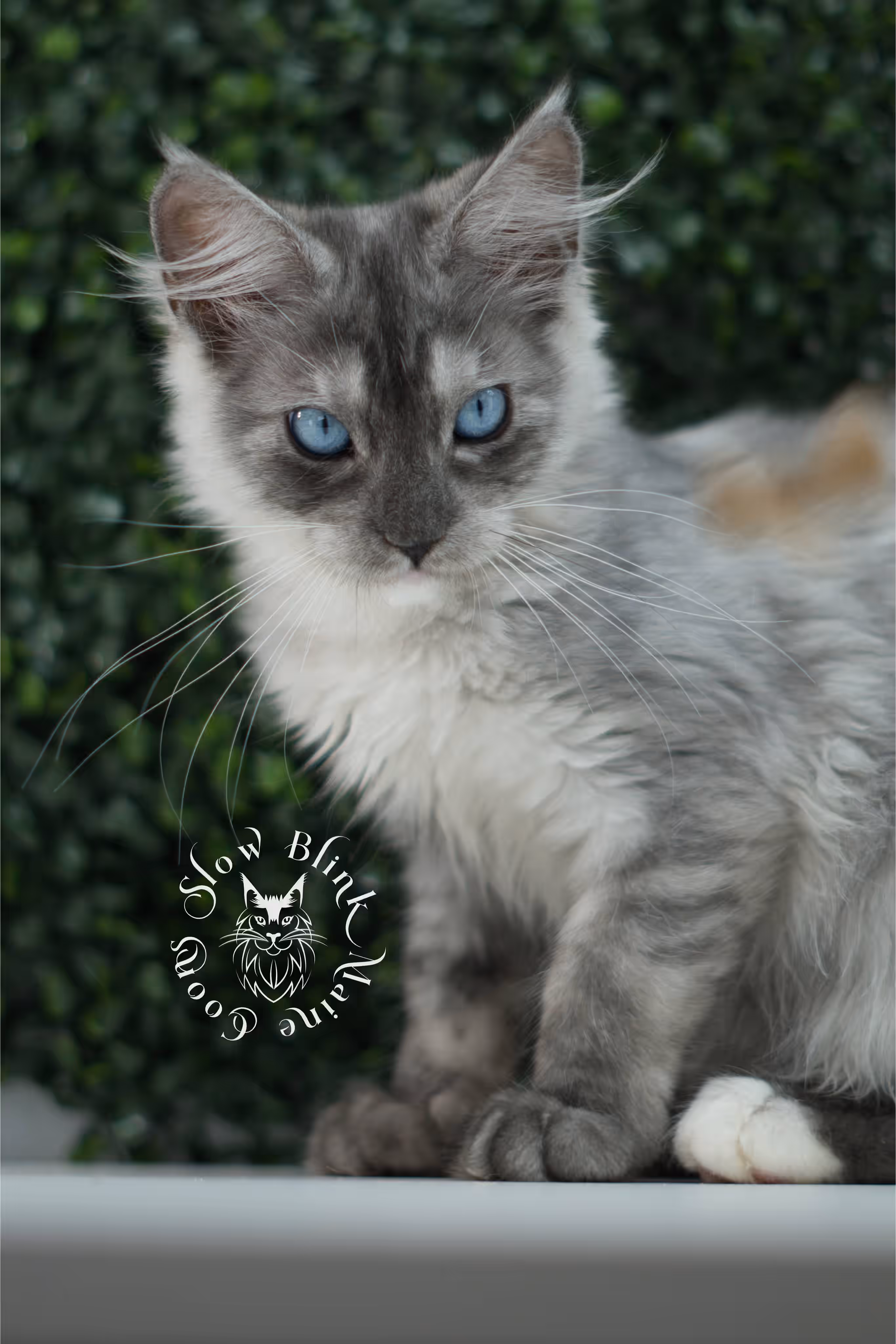 black smoke blue eyed maine coon kitten | ems code mcp ns 61 | taken jul 23 2025 | poly | age 8 weeks | female | named vera Black Smoke Maine Coon Kittens > black smoke blue eyed maine coon kitten | ems code mcp ns 61 | taken jul 23 2025 | poly | age 8 weeks | female | named vera | idx 05