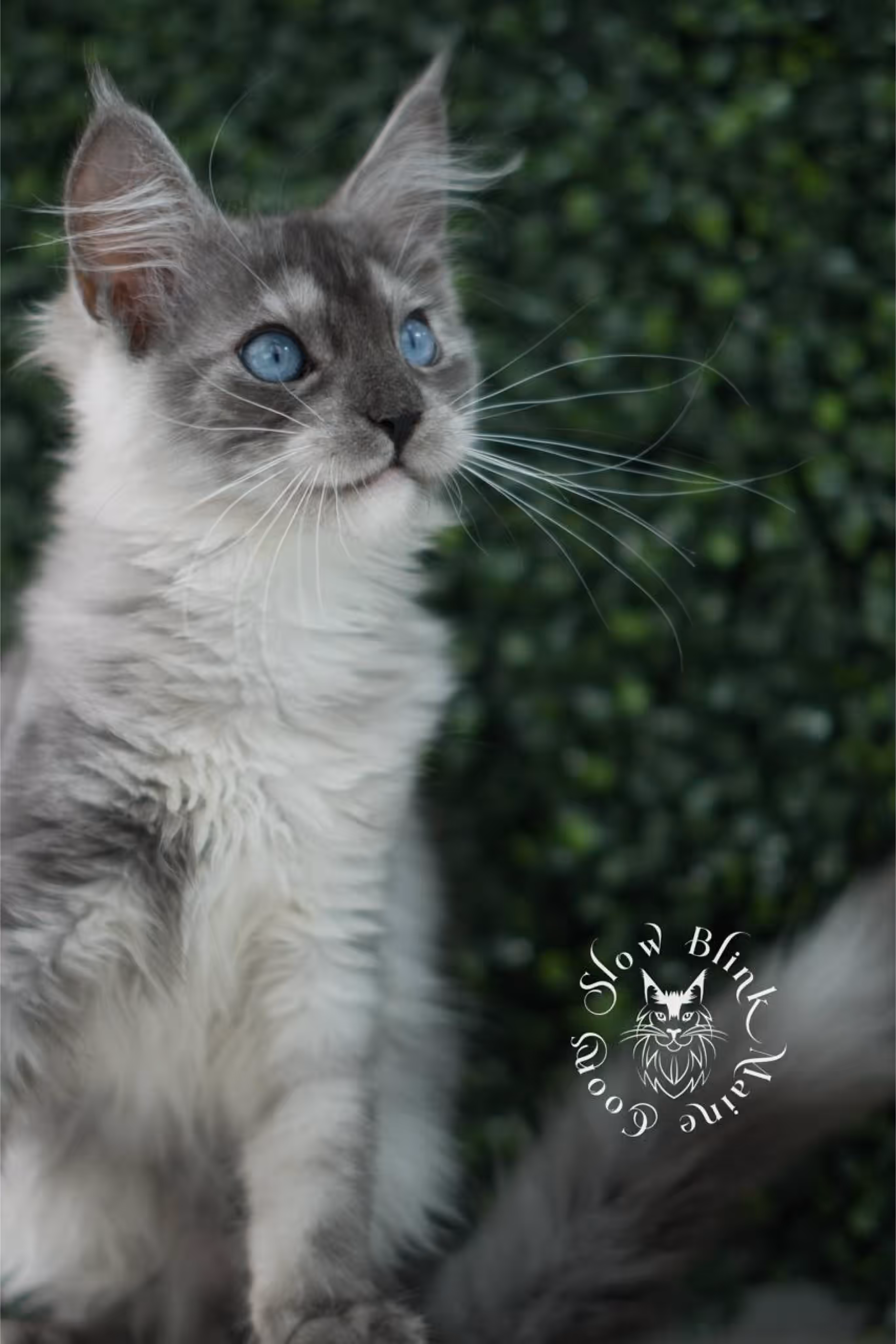 black smoke blue eyed maine coon kitten | ems code mcp ns 61 | taken jul 23 2025 | poly | age 8 weeks | female | named vera Black Smoke Maine Coon Kittens > black smoke blue eyed maine coon kitten | ems code mcp ns 61 | taken jul 23 2025 | poly | age 8 weeks | female | named vera | idx 06