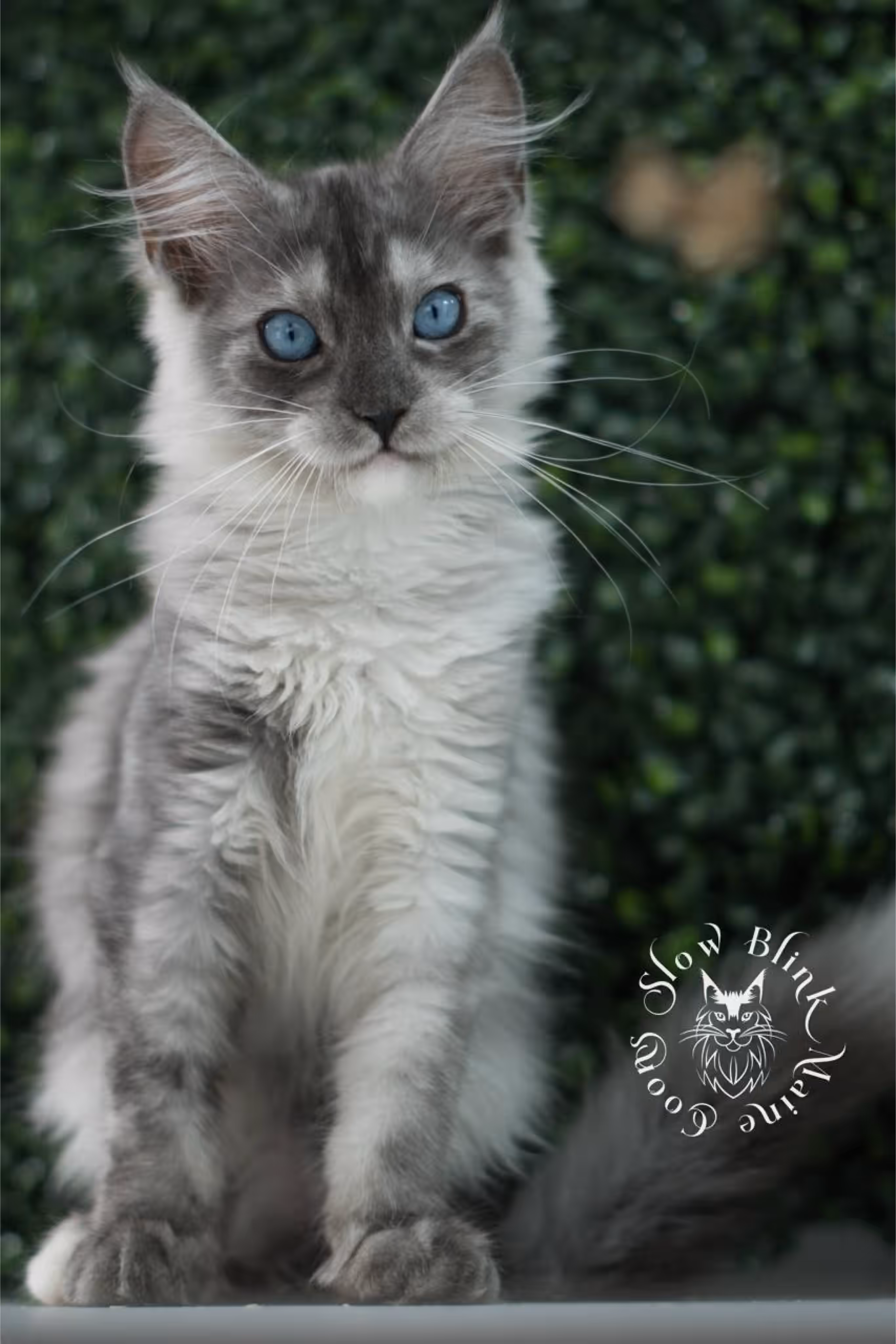 black smoke blue eyed maine coon kitten | ems code mcp ns 61 | taken jul 23 2025 | poly | age 8 weeks | female | named vera Black Smoke Maine Coon Kittens > black smoke blue eyed maine coon kitten | ems code mcp ns 61 | taken jul 23 2025 | poly | age 8 weeks | female | named vera | idx 07