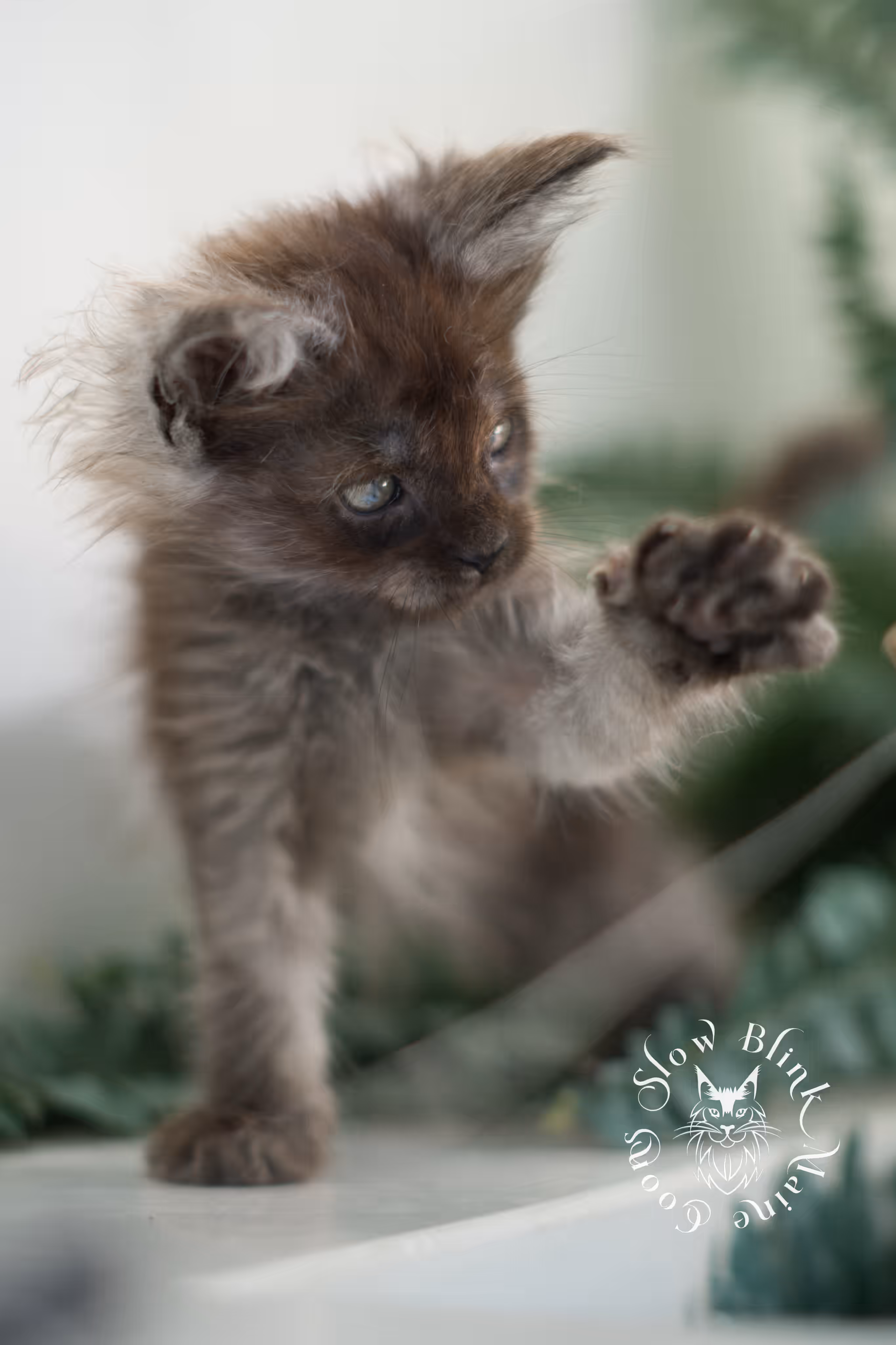 black smoke maine coon | ems code mcp ns | female | mar 2025 | aged 5 weeks Black Smoke Maine Coon Kittens > black smoke maine coon | ems code mcp ns | female | mar 2025 | aged 5 weeks | idx 1
