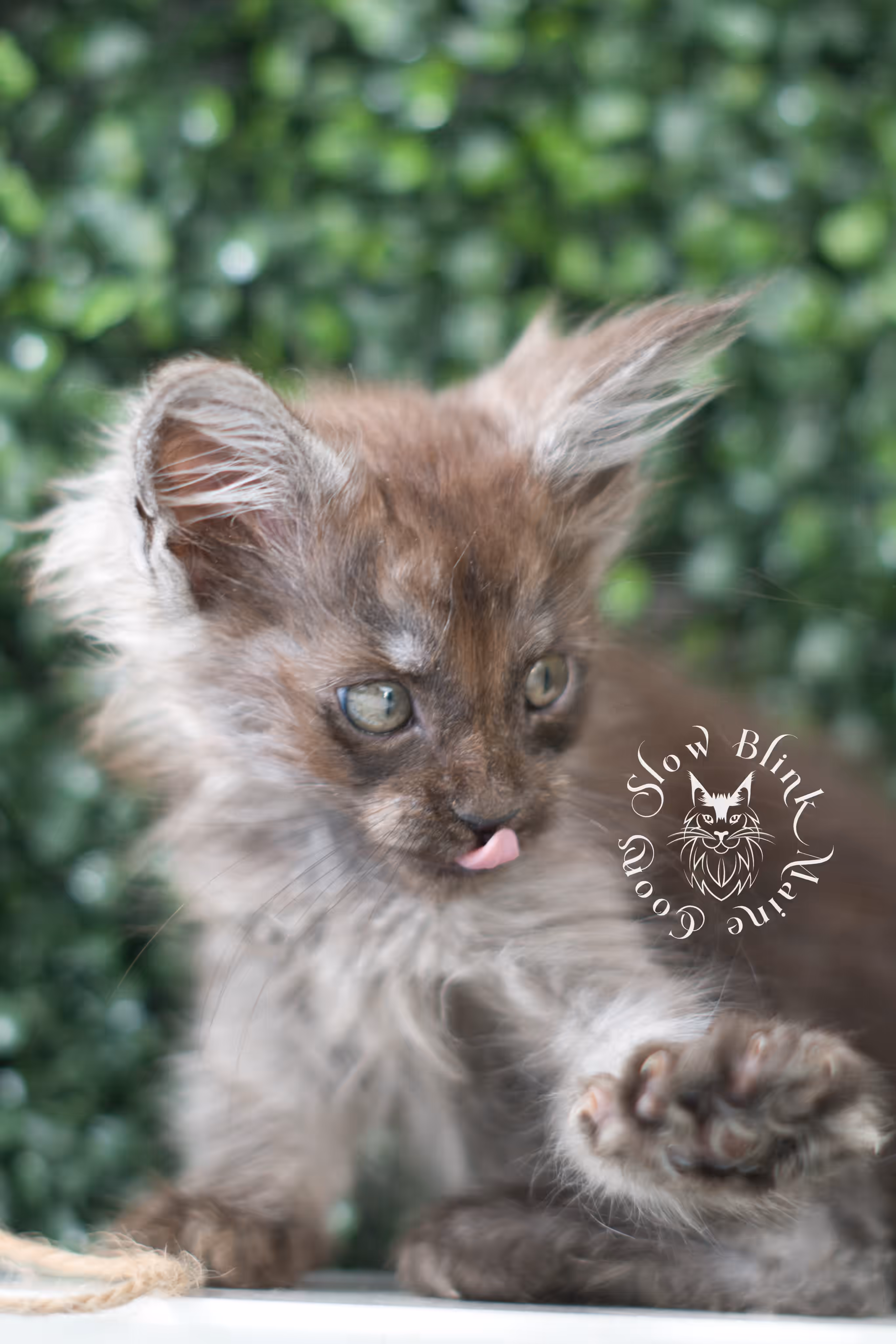 black smoke maine coon | ems code mcp ns | female | mar 2025 | aged 5 weeks Black Smoke Maine Coon Kittens > black smoke maine coon | ems code mcp ns | female | mar 2025 | aged 5 weeks | idx 2