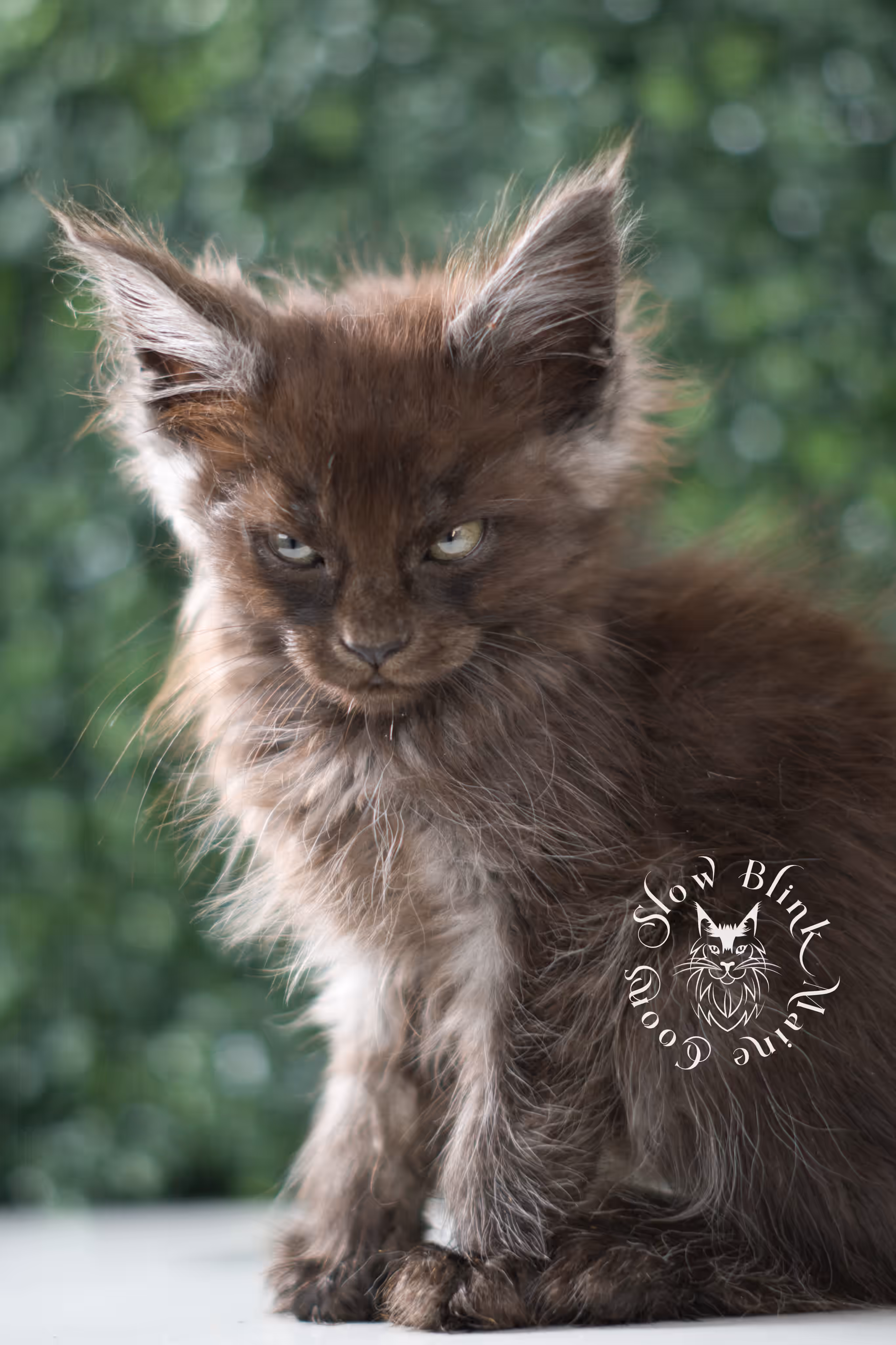 black smoke maine coon | ems code mcp ns | female | mar 2025 | aged 5 weeks Black Smoke Maine Coon Kittens > black smoke maine coon | ems code mcp ns | female | mar 2025 | aged 5 weeks | idx 3