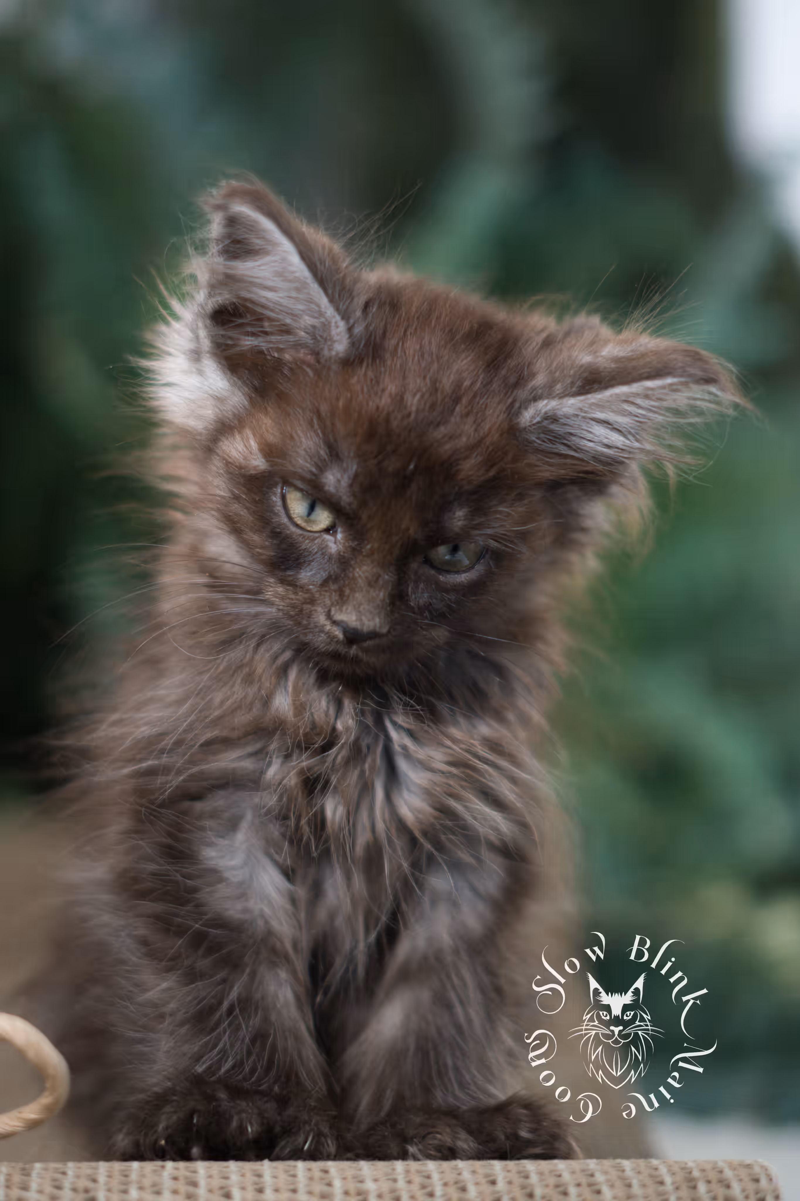 black smoke maine coon | ems code mcp ns | female | mar 2025 | aged 8 weeks Black Smoke Maine Coon Kittens > black smoke maine coon | ems code mcp ns | female | mar 2025 | aged 8 weeks | idx 1