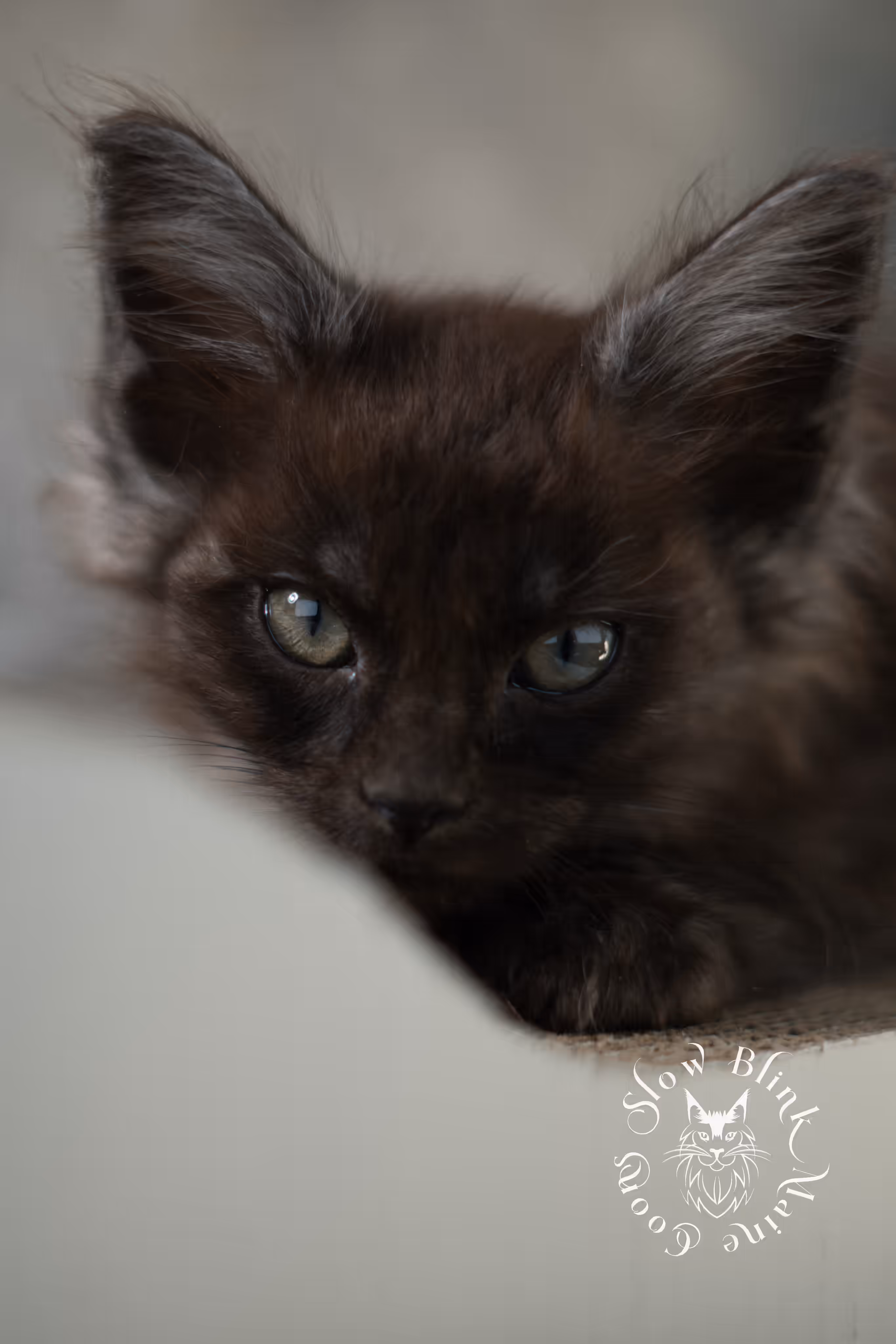 black smoke maine coon | ems code mcp ns | female | mar 2025 | aged 8 weeks Black Smoke Maine Coon Kittens > black smoke maine coon | ems code mcp ns | female | mar 2025 | aged 8 weeks | idx 2
