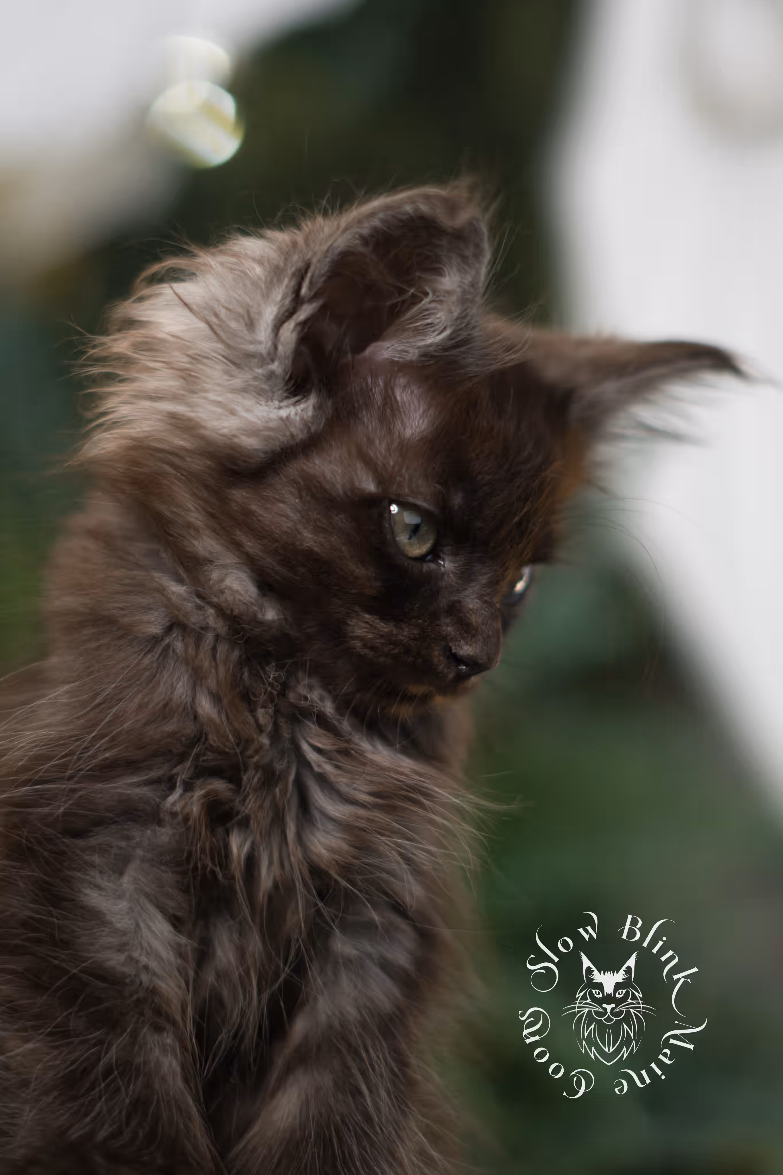 black smoke maine coon | ems code mcp ns | female | mar 2025 | aged 8 weeks Black Smoke Maine Coon Kittens > black smoke maine coon | ems code mcp ns | female | mar 2025 | aged 8 weeks | idx 3
