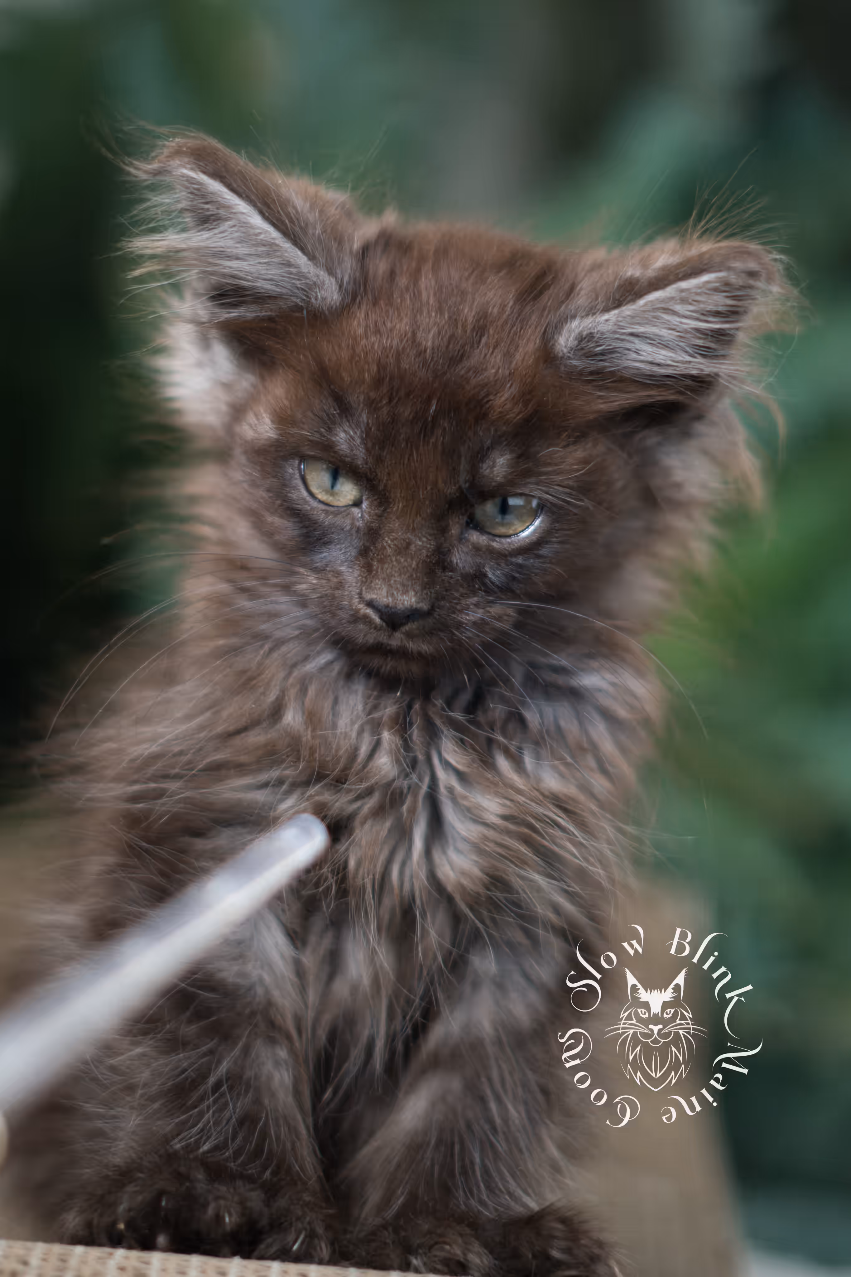 black smoke maine coon | ems code mcp ns | female | mar 2025 | aged 8 weeks Black Smoke Maine Coon Kittens > black smoke maine coon | ems code mcp ns | female | mar 2025 | aged 8 weeks | idx 4