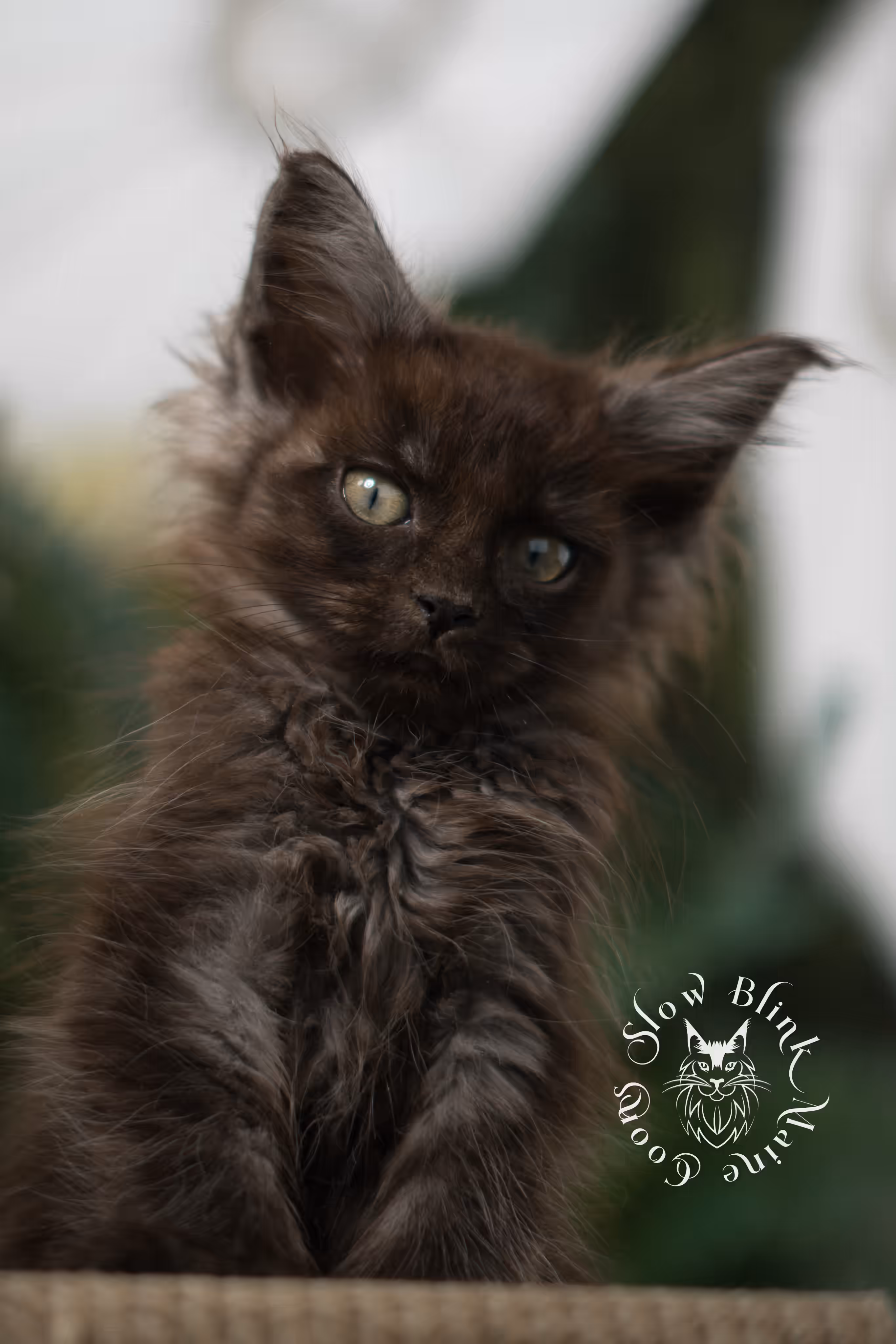 black smoke maine coon | ems code mcp ns | female | mar 2025 | aged 8 weeks Black Smoke Maine Coon Kittens > black smoke maine coon | ems code mcp ns | female | mar 2025 | aged 8 weeks | idx 5