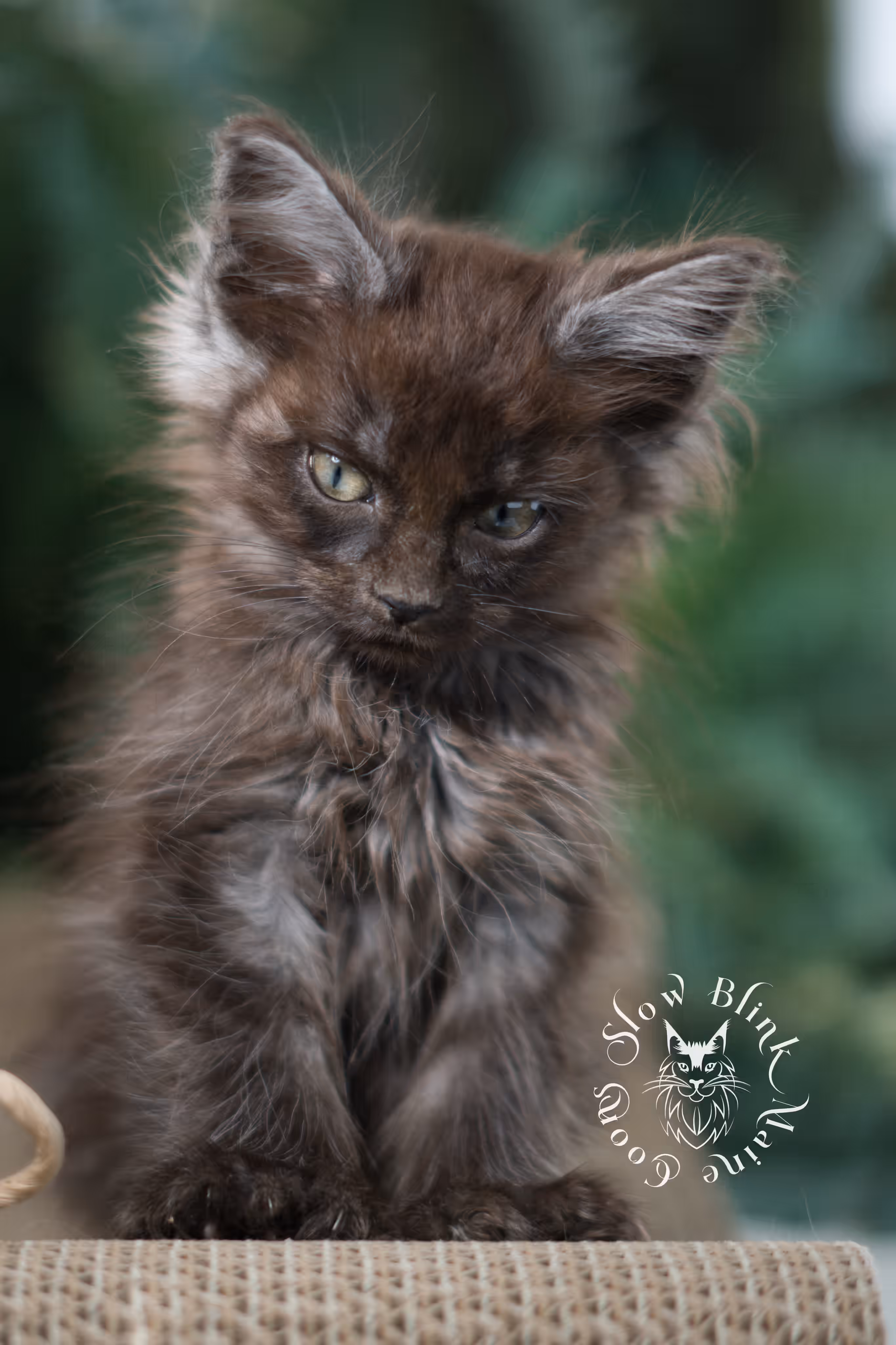 black smoke maine coon | ems code mcp ns | female | mar 2025 | aged 8 weeks Black Smoke Maine Coon Kittens > black smoke maine coon | ems code mcp ns | female | mar 2025 | aged 8 weeks | idx 6